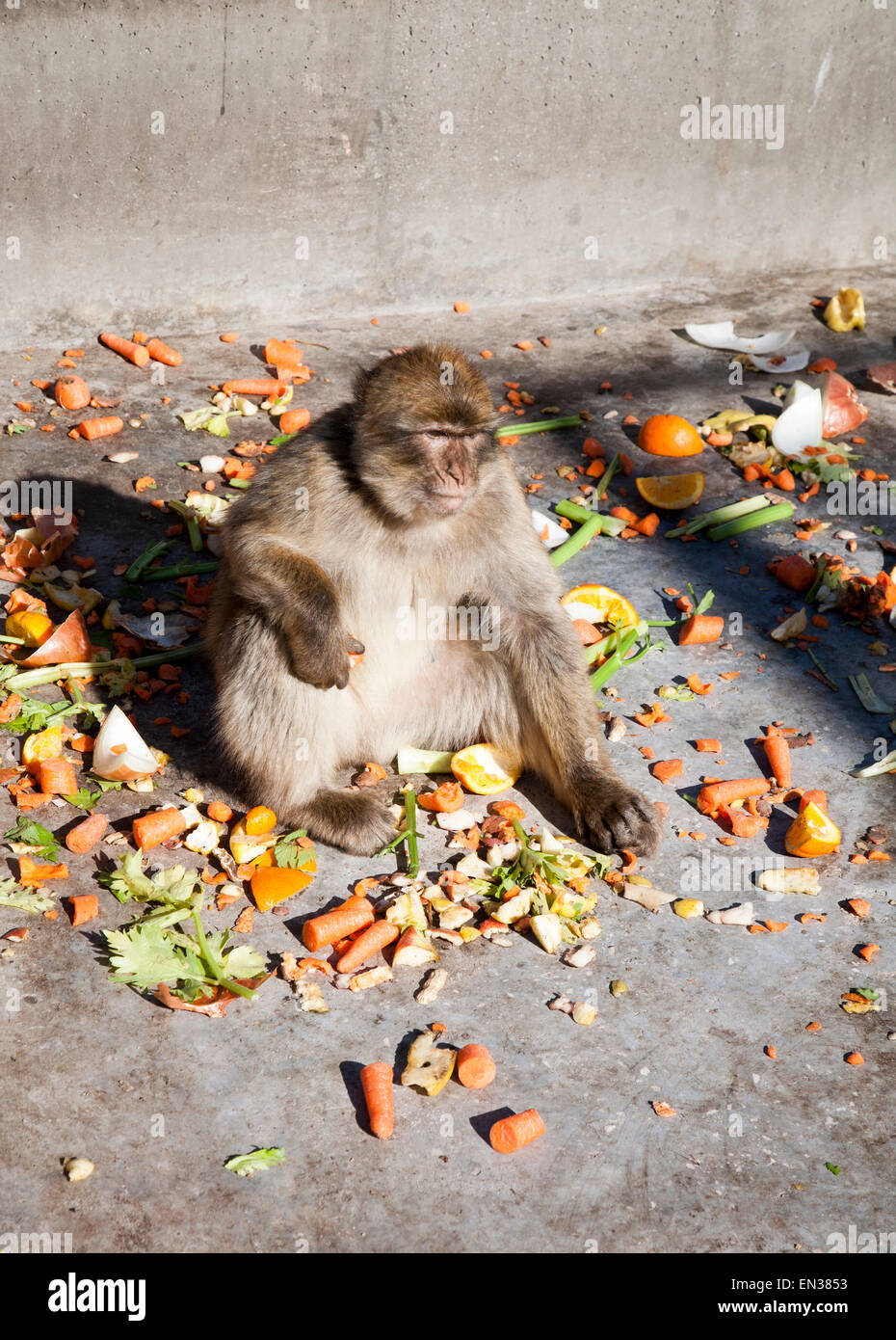 Barbary macaque apes, Macaca sylvanus, Gibraltar, British terroritory in southern Europe Stock Photo
