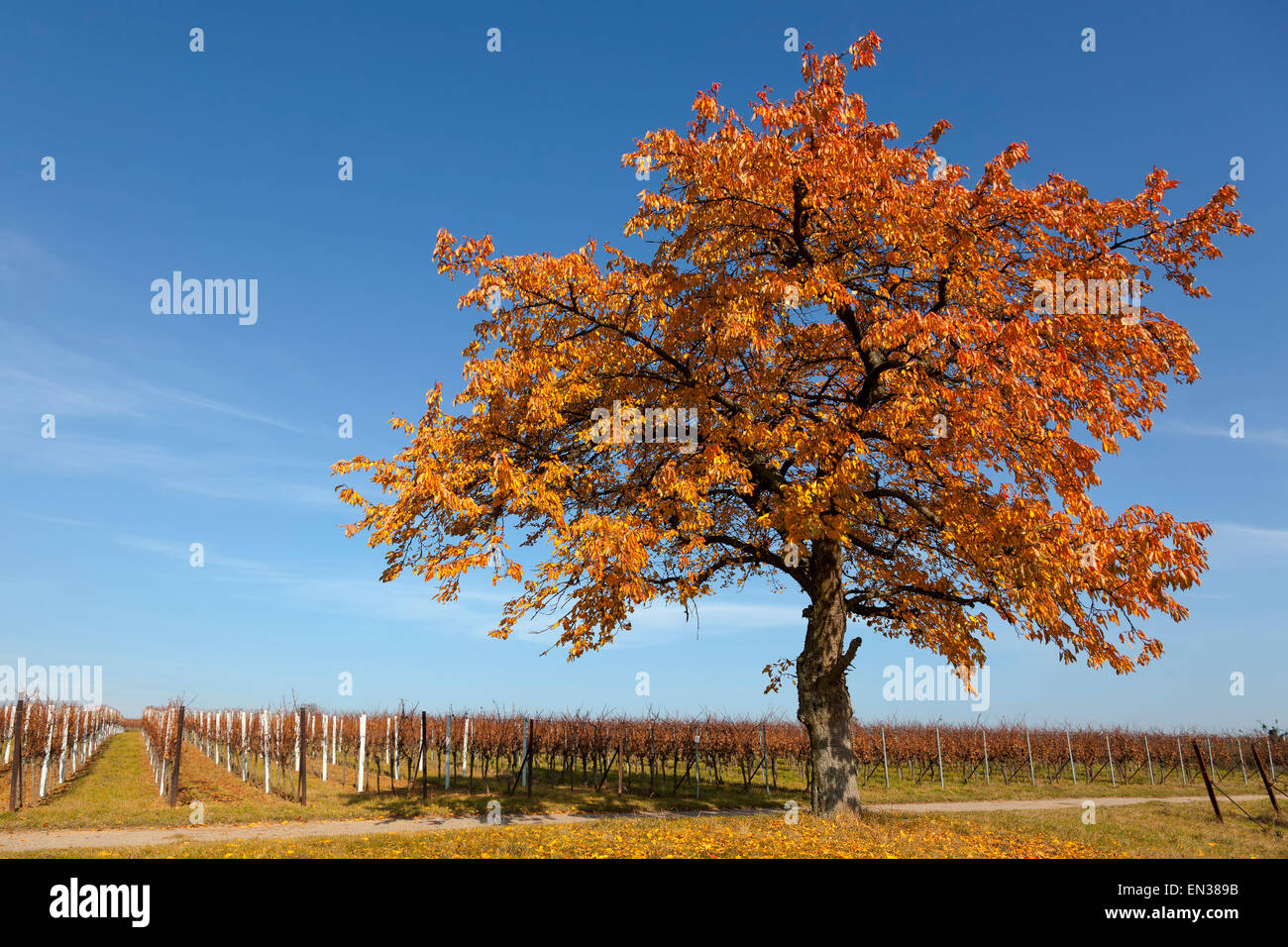 Cherry, wild cherry (Prunus avium) tree in autumn, Southern Palatinate, Palatinate, Rhineland-Palatinate, Germany Stock Photo