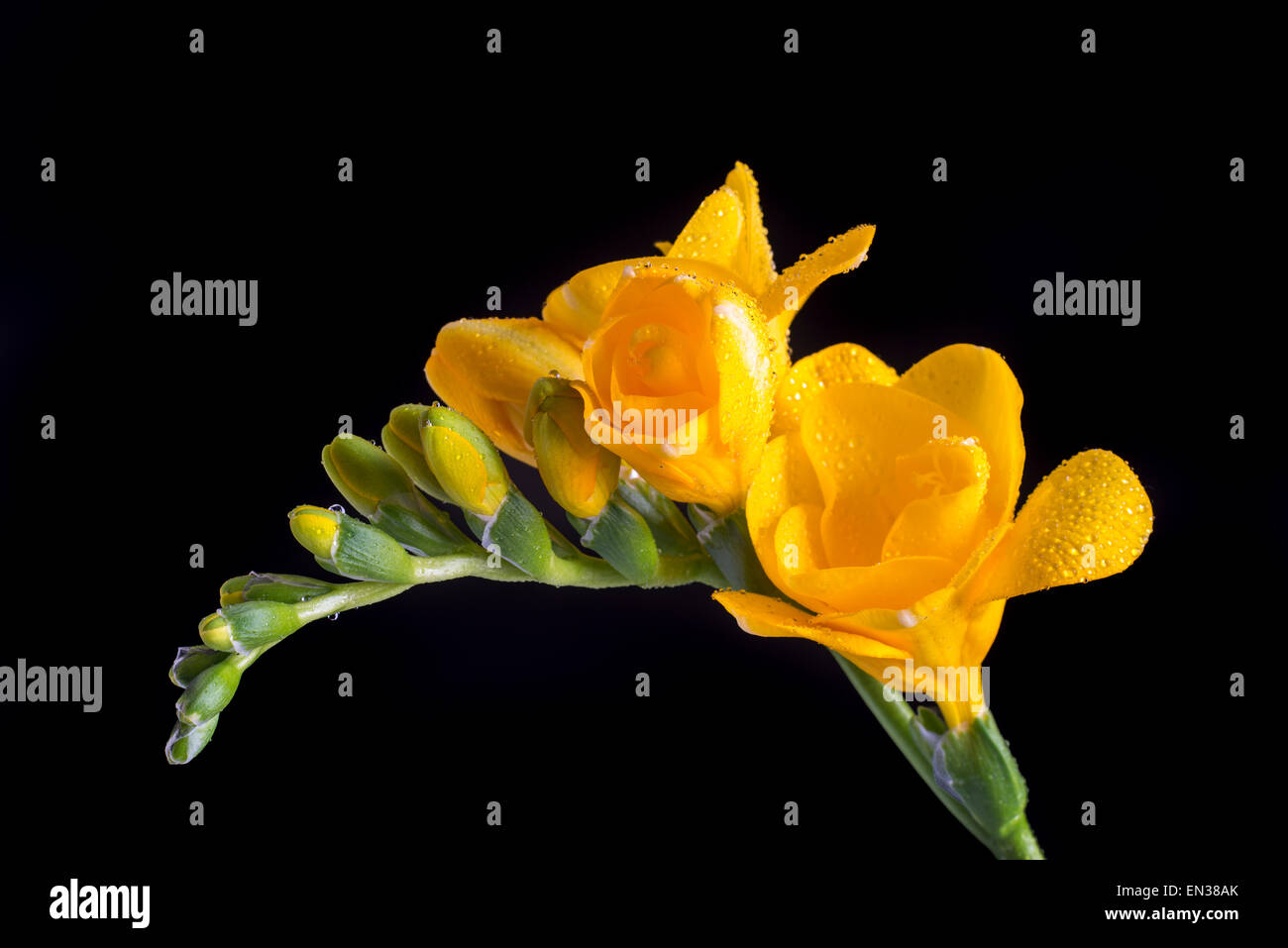 Yellow Freesia (Freesia) with water drops Stock Photo Alamy