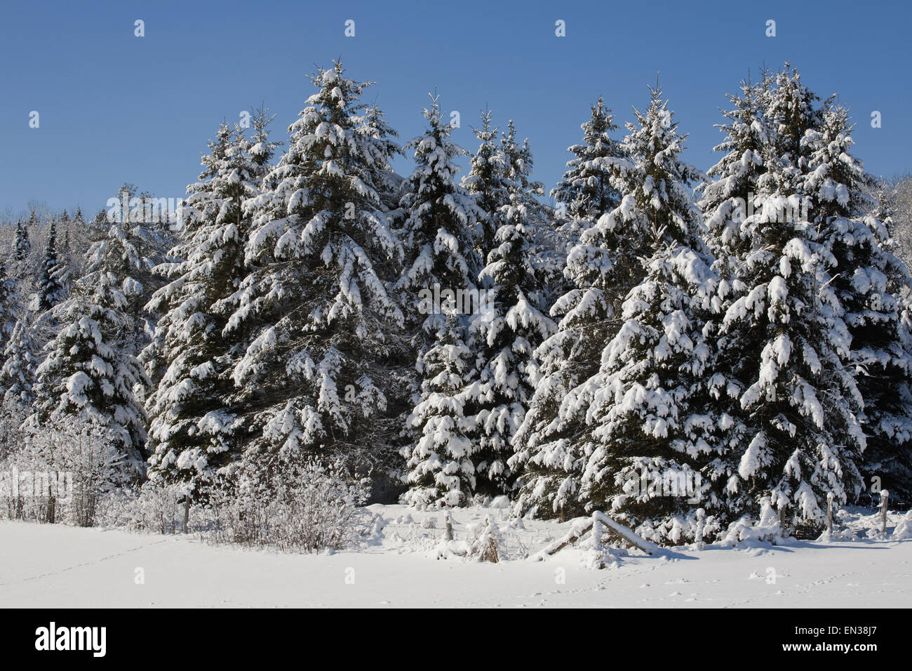 Snow covered trees, forest, Eastern Townships, South Stukely, Quebec, Canada Stock Photo Alamy