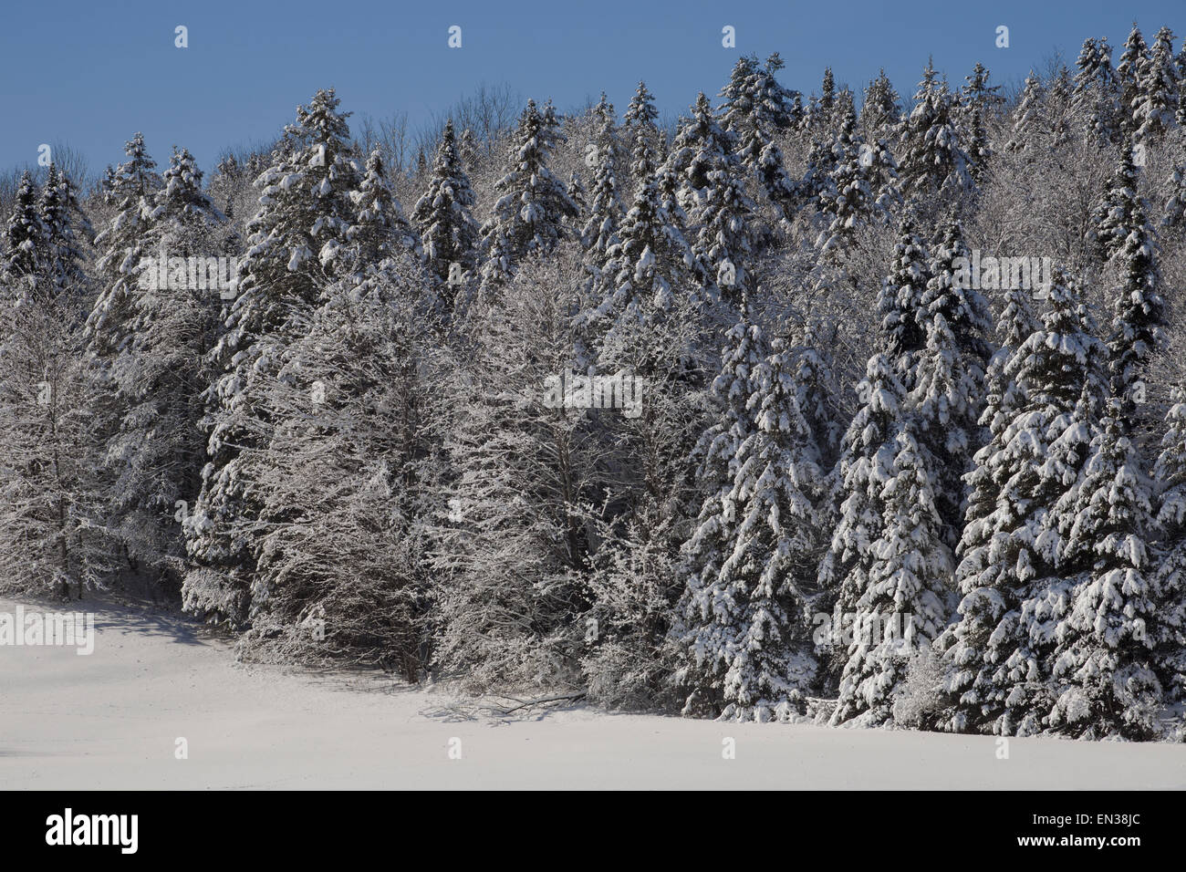 Snow covered trees, forest, Eastern Townships, South Stukely, Quebec, Canada Stock Photo