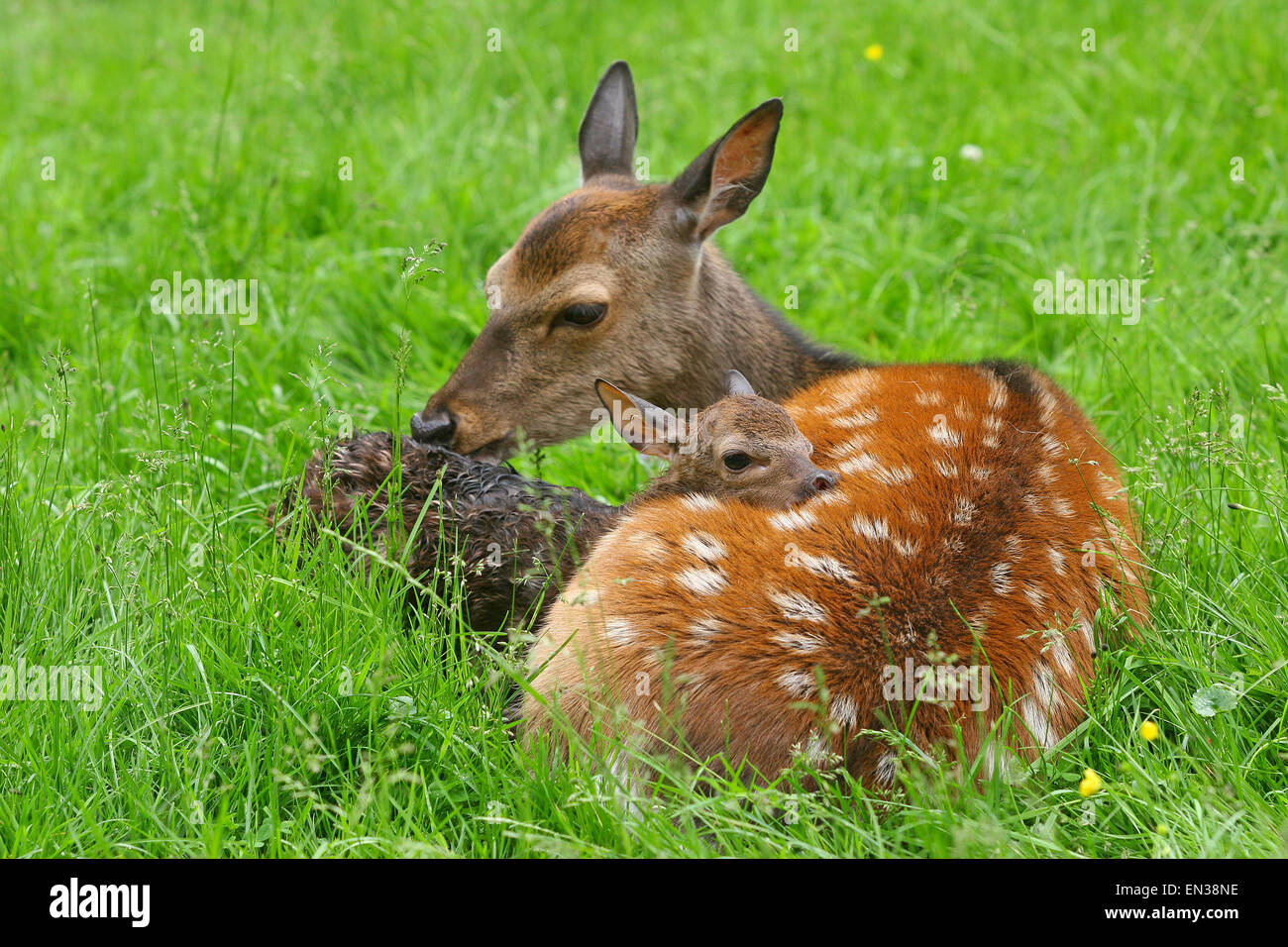 Sika Deer (Cervus nippon), doe with newborn fawn, captive, Bavaria, Germany Stock Photo