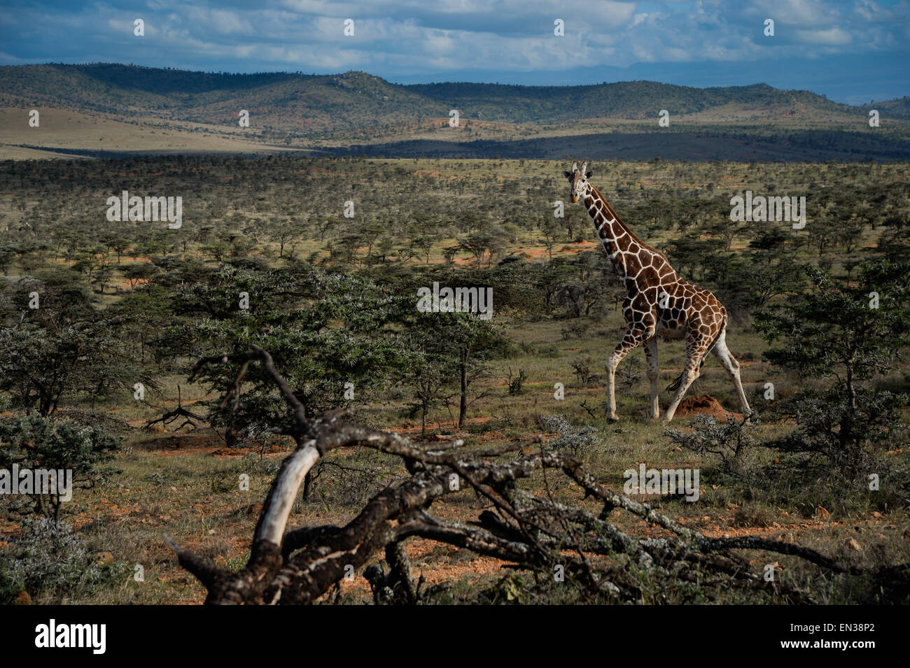The reticulated giraffe also known as the Somali giraffe, is native to Somalia, southern Ethiopia, and northern Kenya. Stock Photo