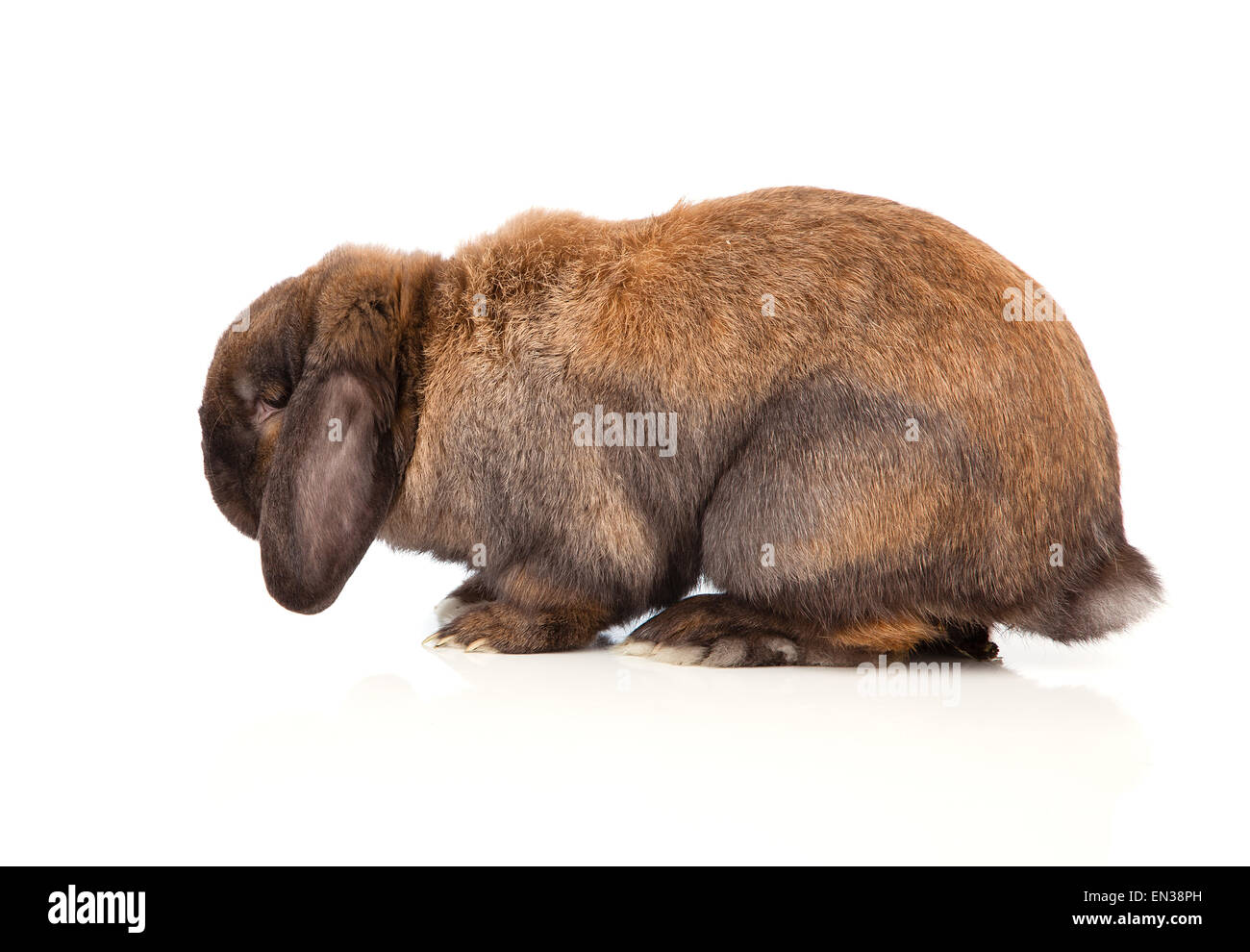 White rabbit front on hi-res stock photography and images - Alamy
