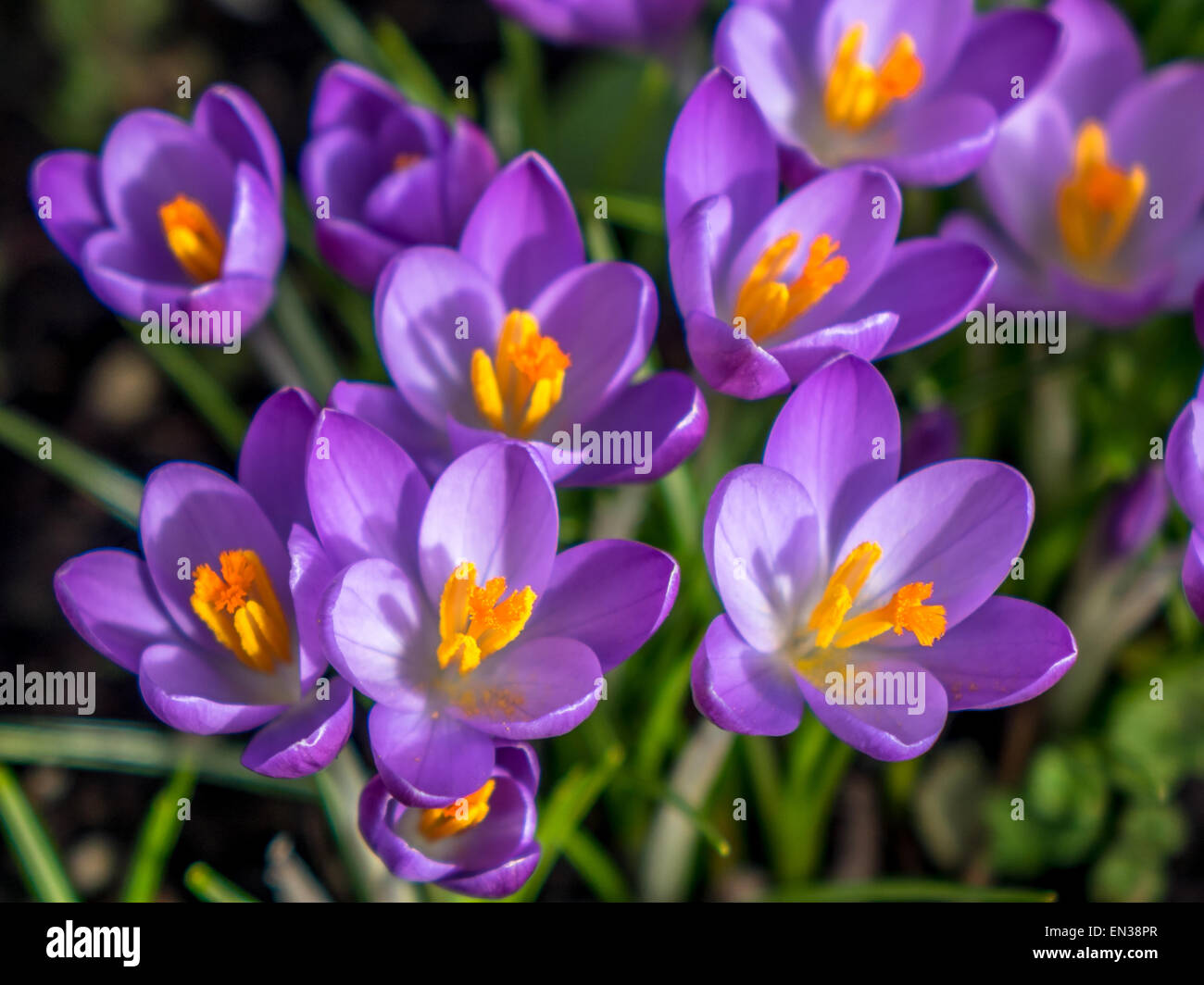 Purple Crocus flowers opening in spring Stock Photo Alamy