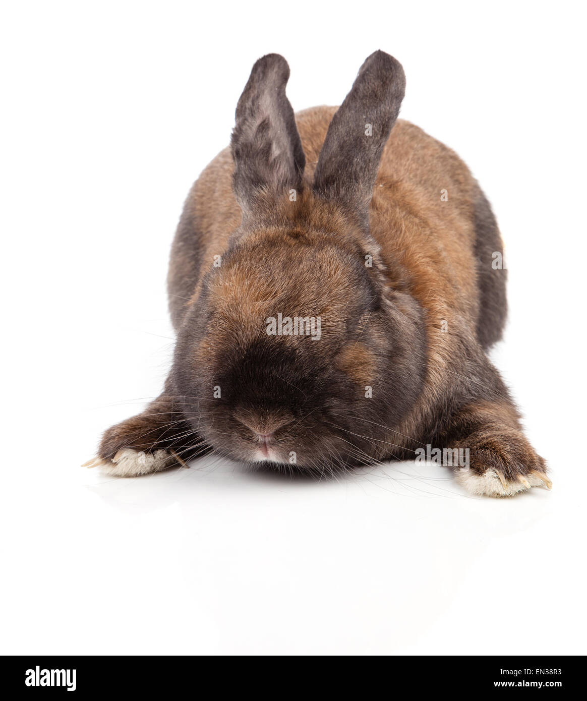 Small Rabbit White Background Rabbit on a white background hi-res stock photography and images - Alamy