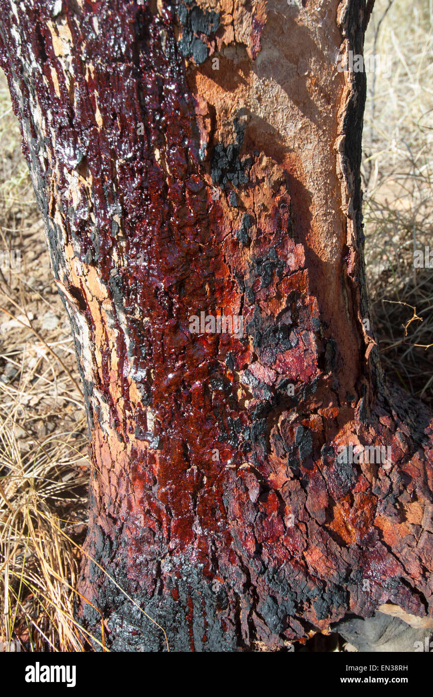 Gum Tree Bleeding Sap, Windjana Kimberley Region, Western