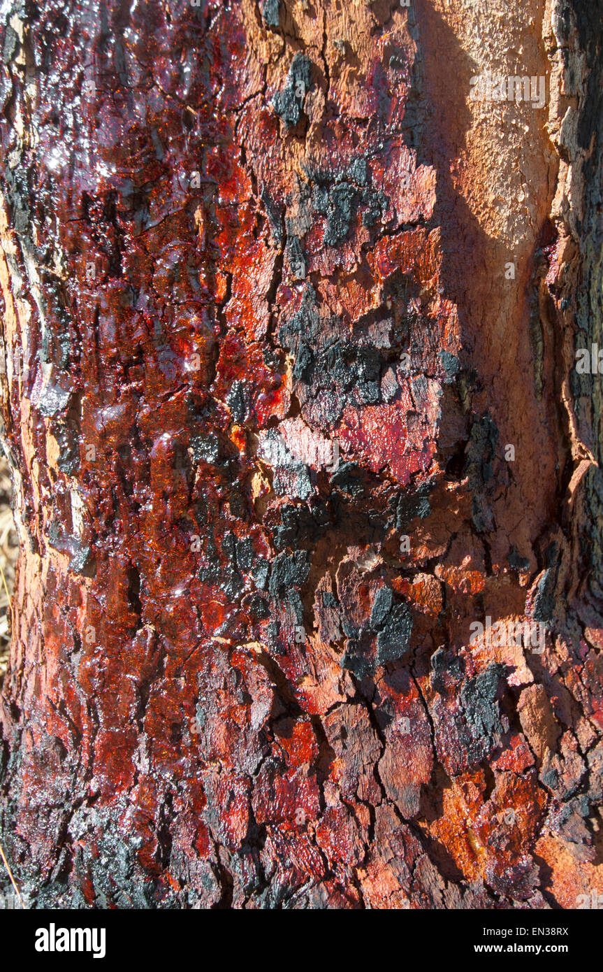 Bleeding Sap High Resolution Stock Photography and Images Alamy