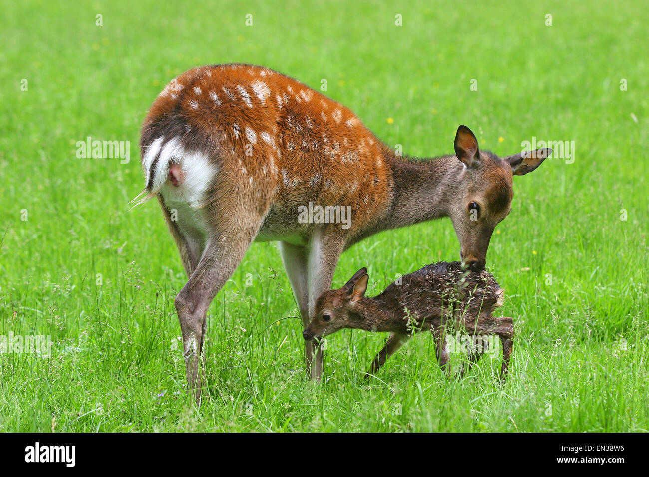Sika Deer (Cervus nippon), doe with newborn fawn, captive, Bavaria, Germany Stock Photo