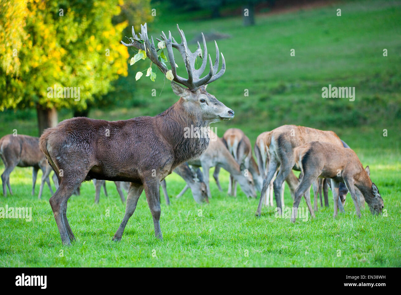Red Deer (Cervus elaphus), stag and hinds, captive, Bavaria, Germany Stock Photo