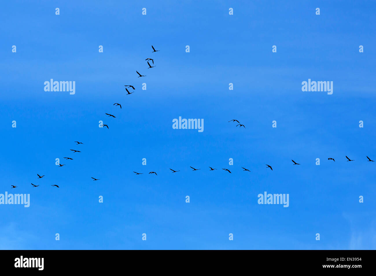 Common Cranes (Grus grus) flying in formation in the blue sky, Mecklenburg-Western Pomerania, Germany Stock Photo