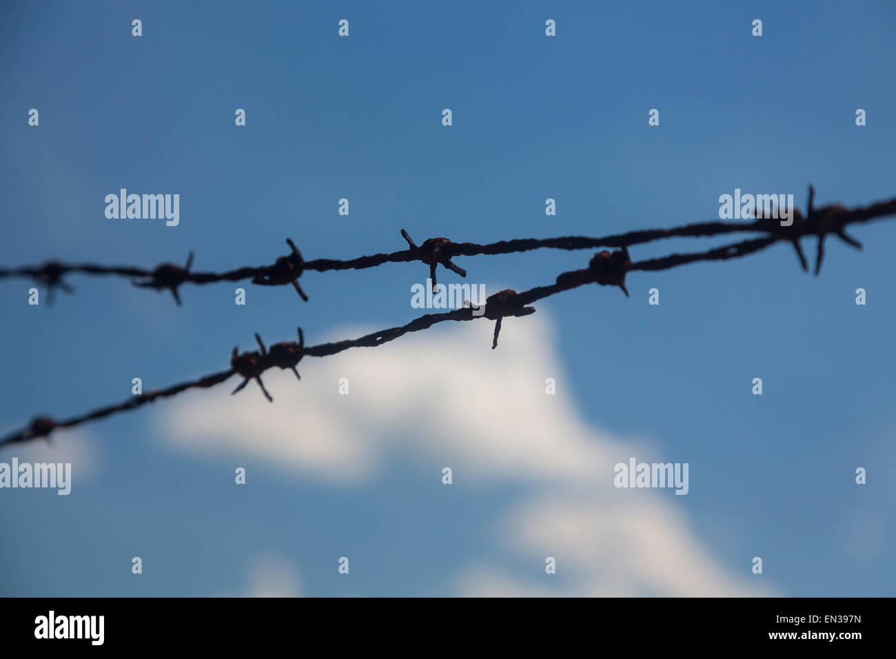 Barbed wire against blue sky, Germany Stock Photo