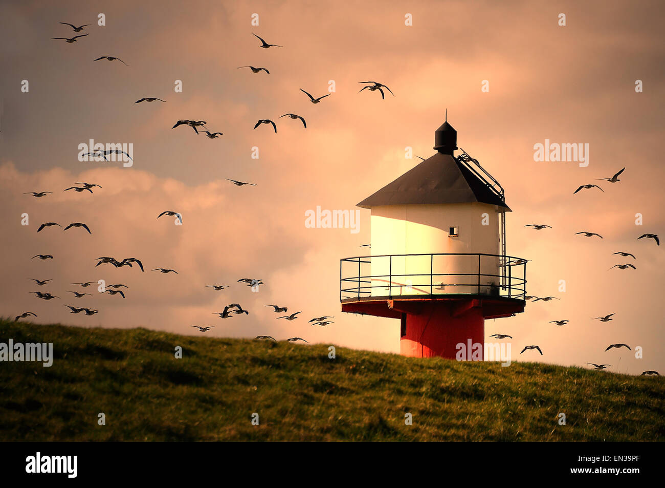 Lighthouse with flying wild geese in evening light, Glückstadt, Schleswig-Holstein, Germany Stock Photo