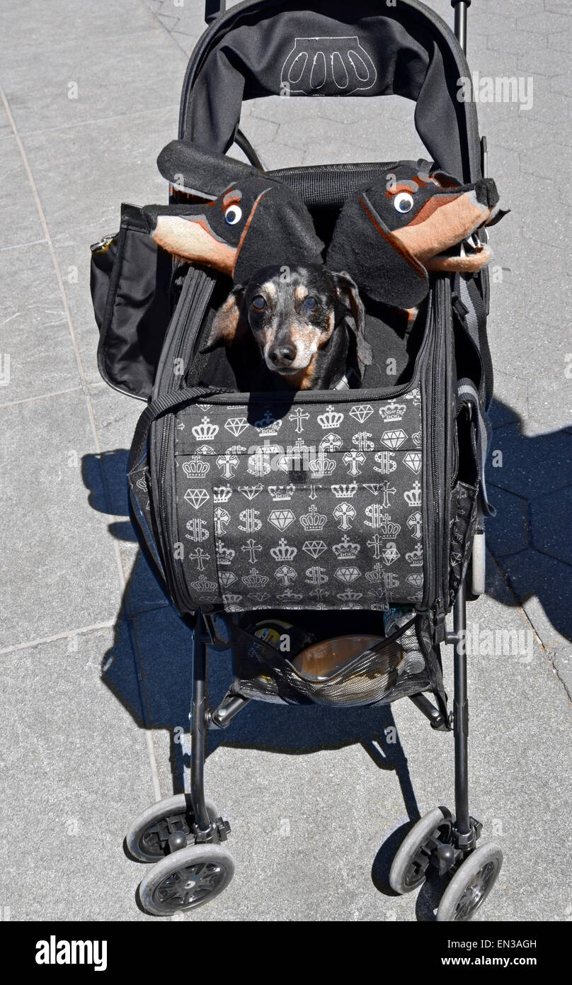 Portrait of costumed dog named Abby in a carriage at Dachshund day in Washington Square Park, Greenwich Village, New York City Stock Photo