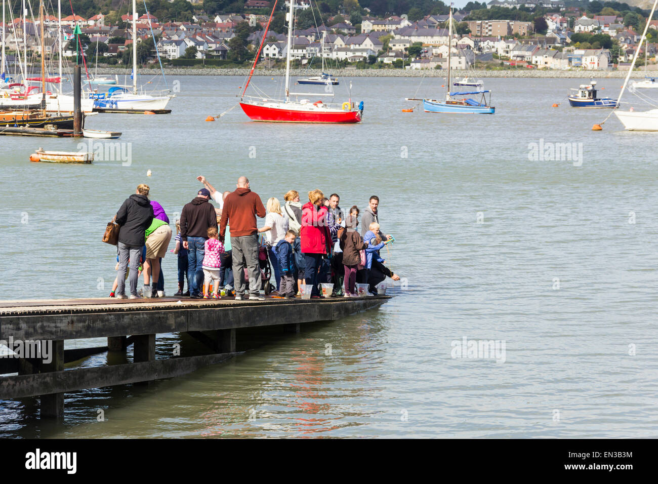 Families fishing for crabs off a slipway on the river Conwy estuary, Wales. Stock Photo