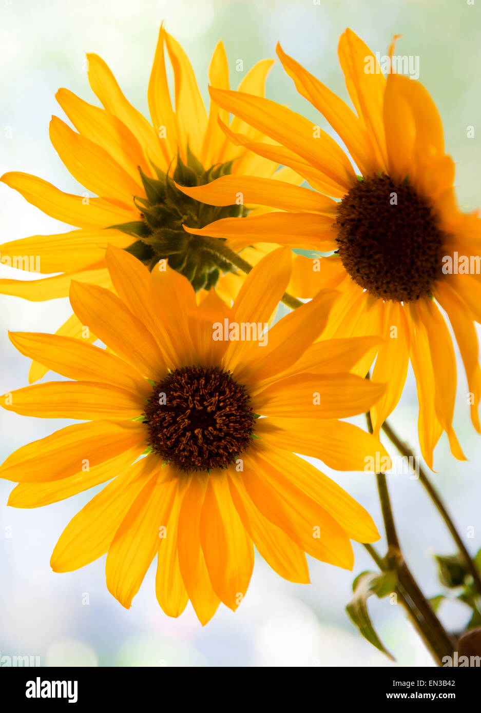 Close up of yellow sunflowers Stock Photo - Alamy