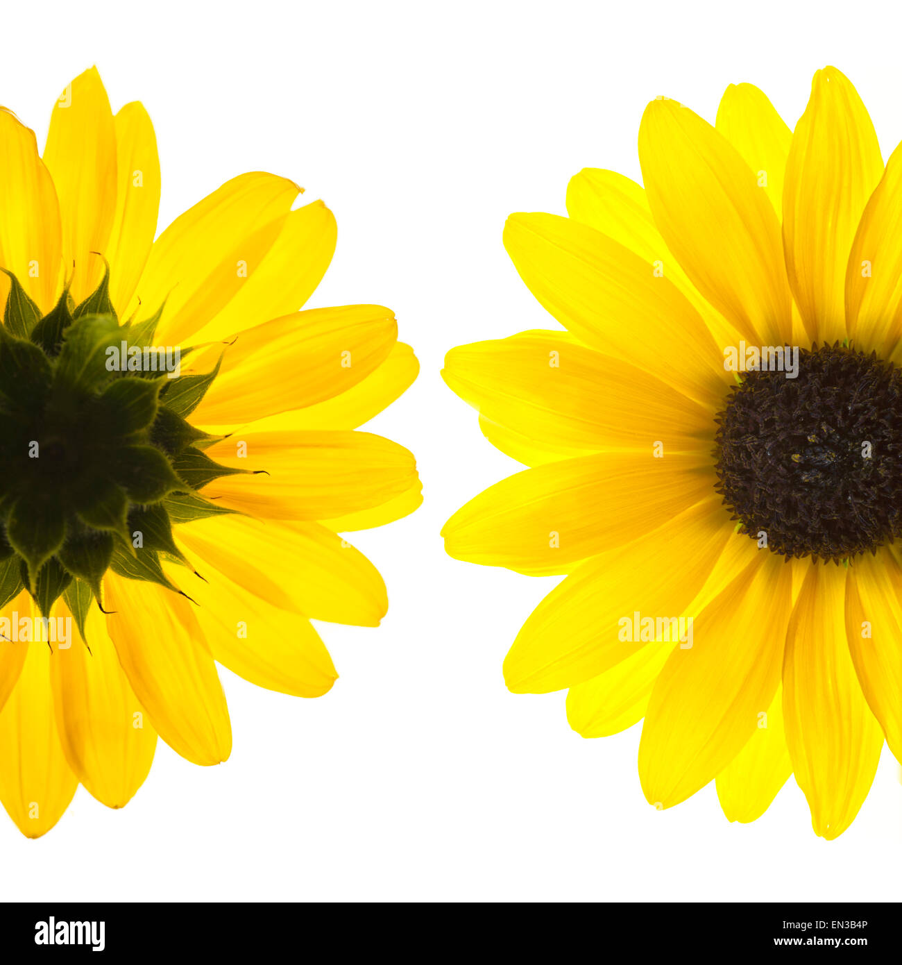Yellow flowers on white background Stock Photo Alamy