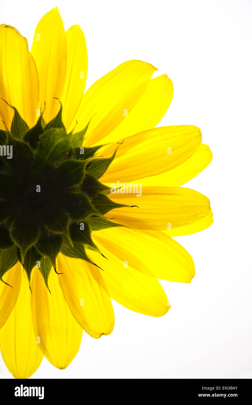 Yellow flower on white background Stock Photo Alamy