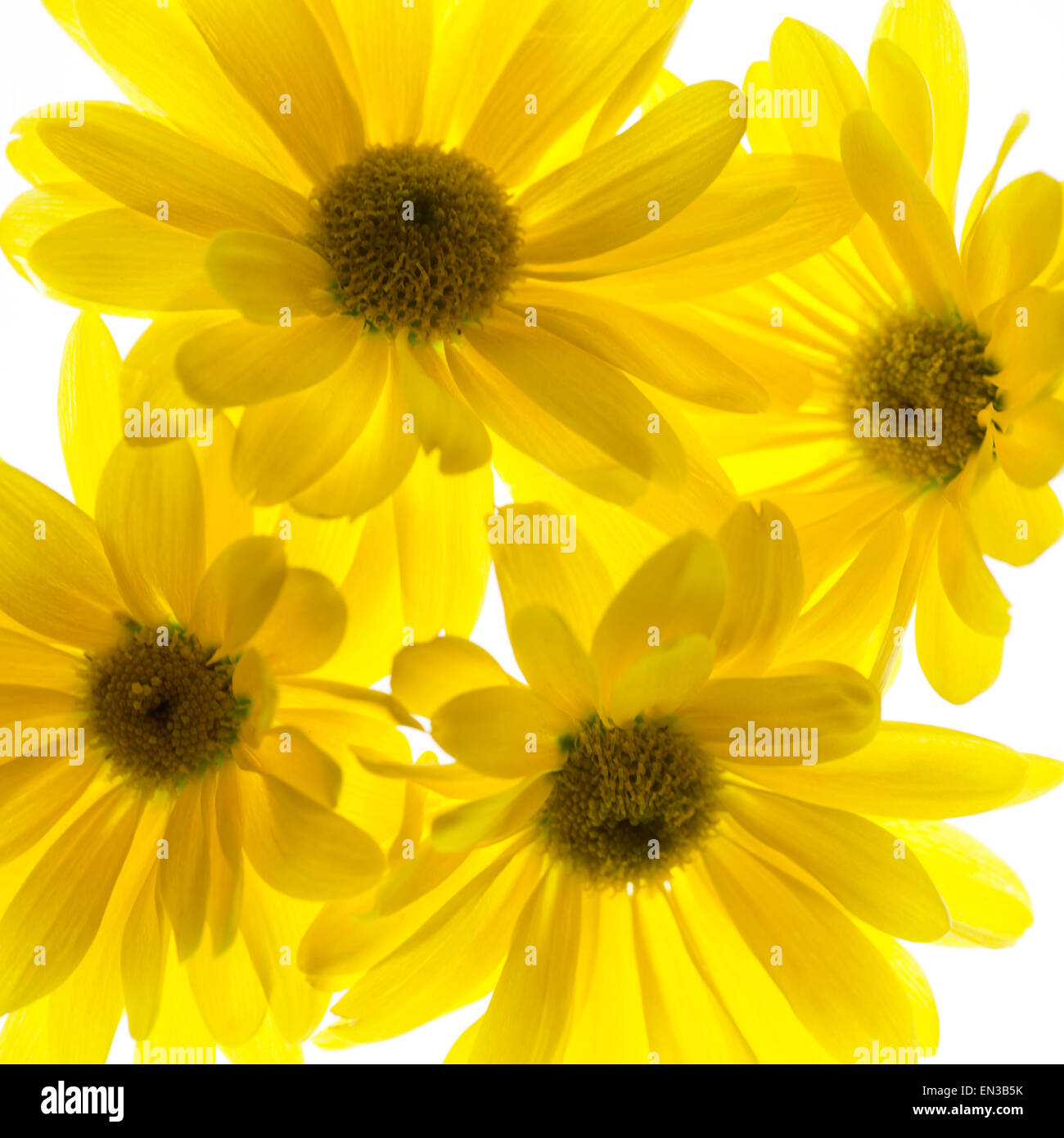 Yellow flowers on white background Stock Photo Alamy