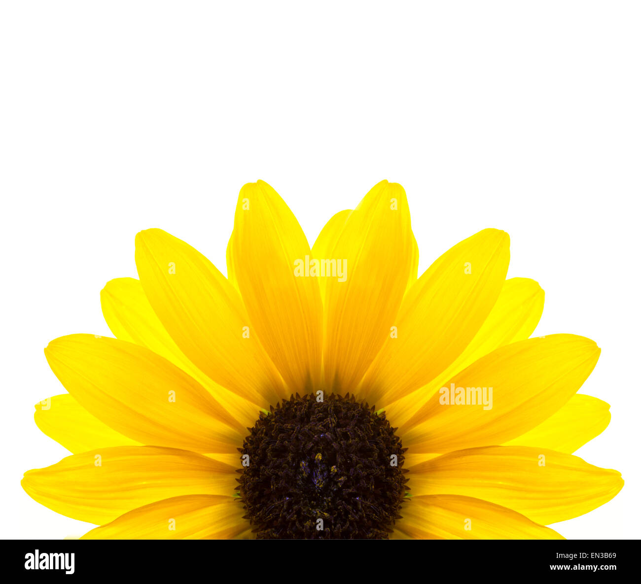 Yellow flower on white background Stock Photo Alamy