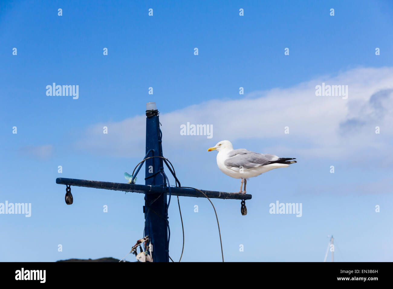 Herring gull perched on the short mast of a boat by the quayside in Conwy, Wales. Stock Photo