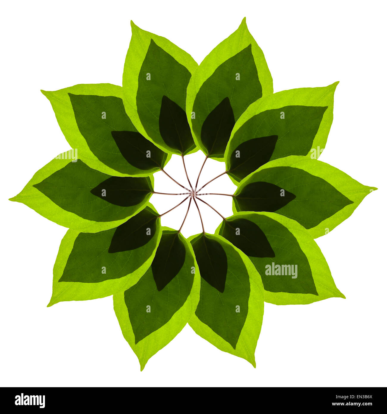 Leaf pattern hi-res stock photography and images - Alamy