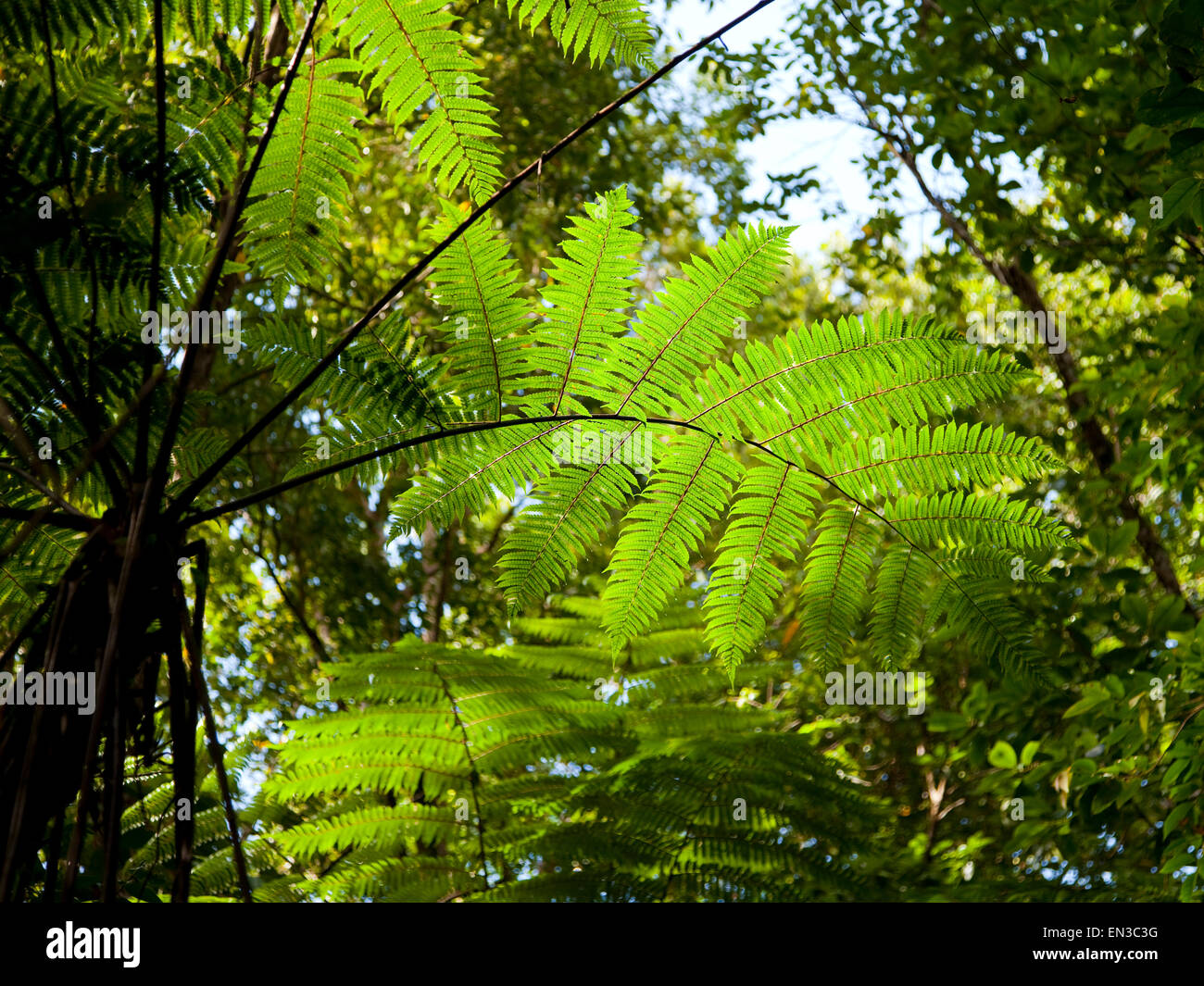 Giant ferns hi-res stock photography and images - Alamy