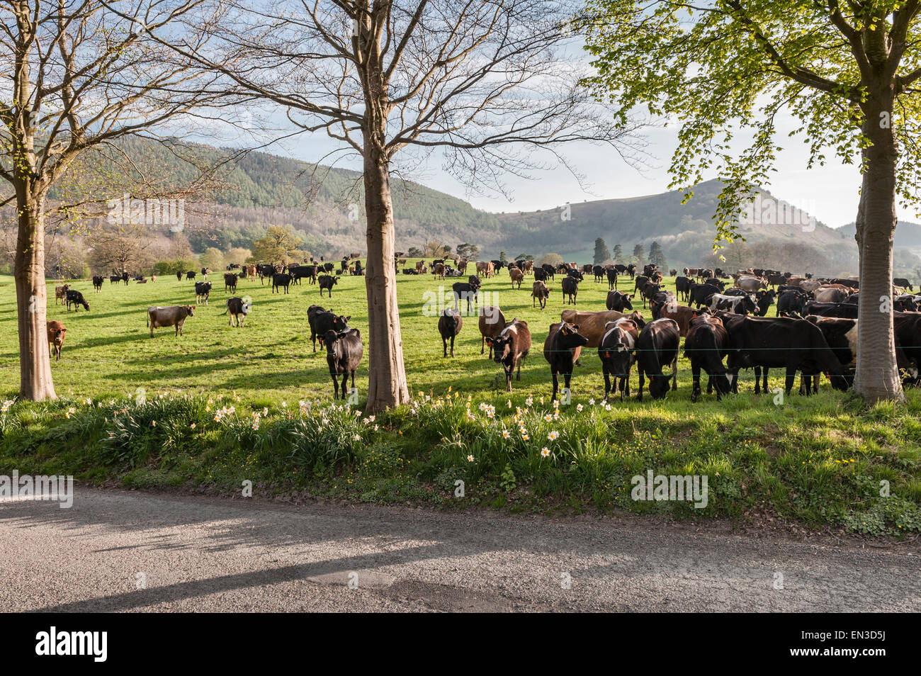 Knill, near Presteigne, Powys, UK. A herd of dairy cattle in a field beneath Herrock Hill Stock Photo