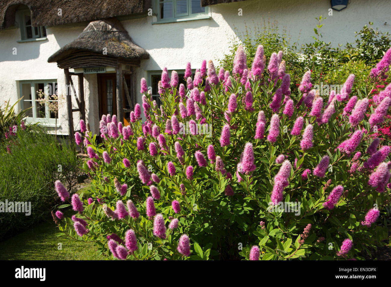 UK, England, Somerset, Taunton, Bishops Lydeard, billiard spirea billardii shrub flowering in cottage garden Stock Photo