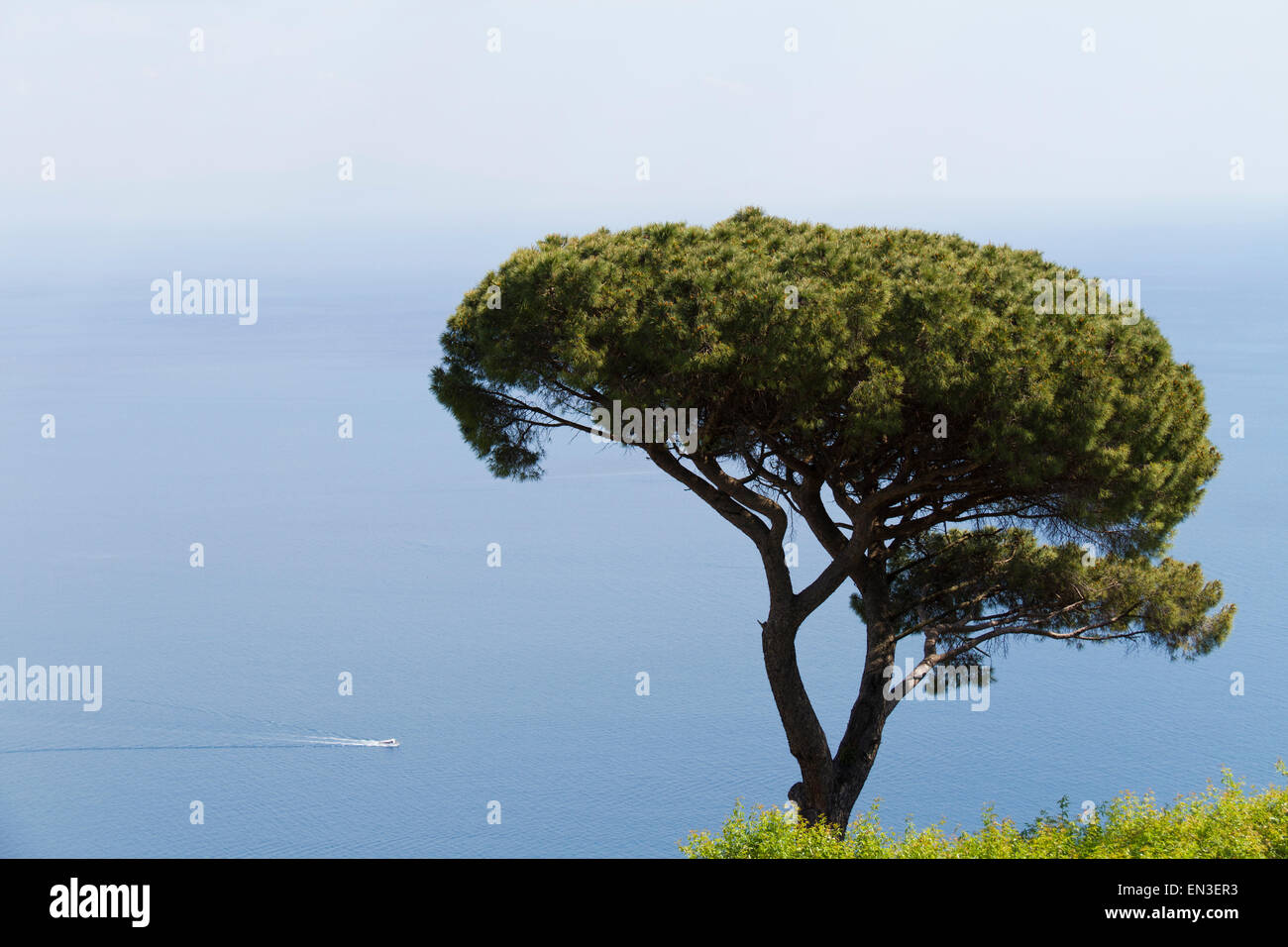 Italy, Amalfi Coast, Ravello, Tree with sea in background Stock Photo