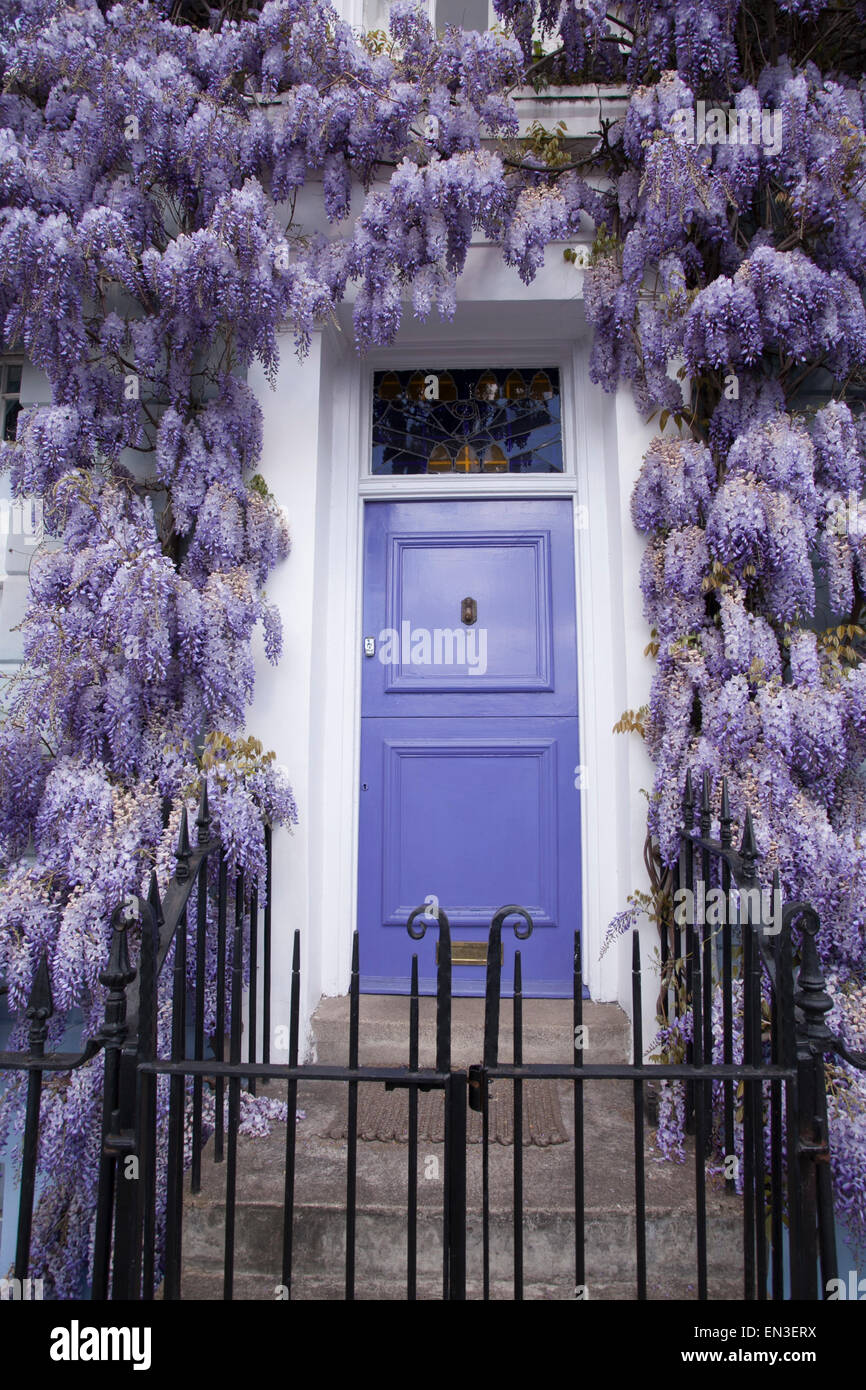 Wisteria in full bloom on a house in Camden Town North London UK Stock Photo Alamy