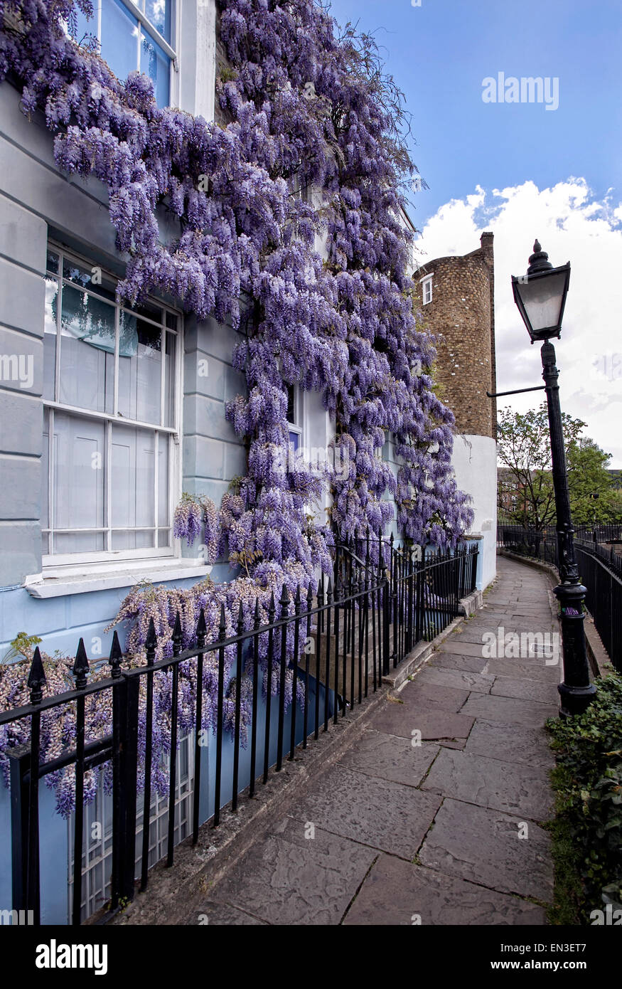Wisteria in full bloom on a house in Camden Town North London
