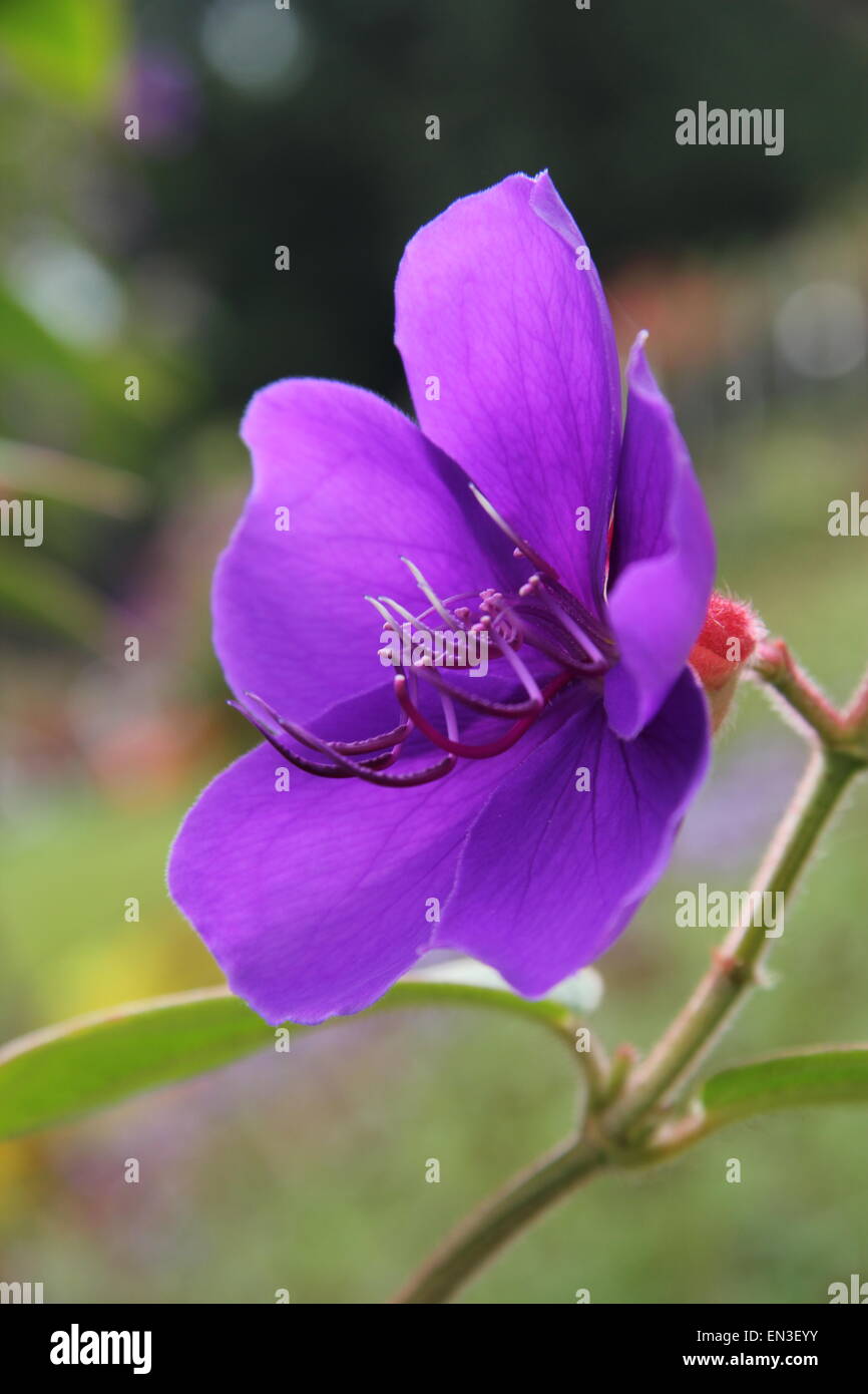 Bright colorful garden Stock Photo - Alamy