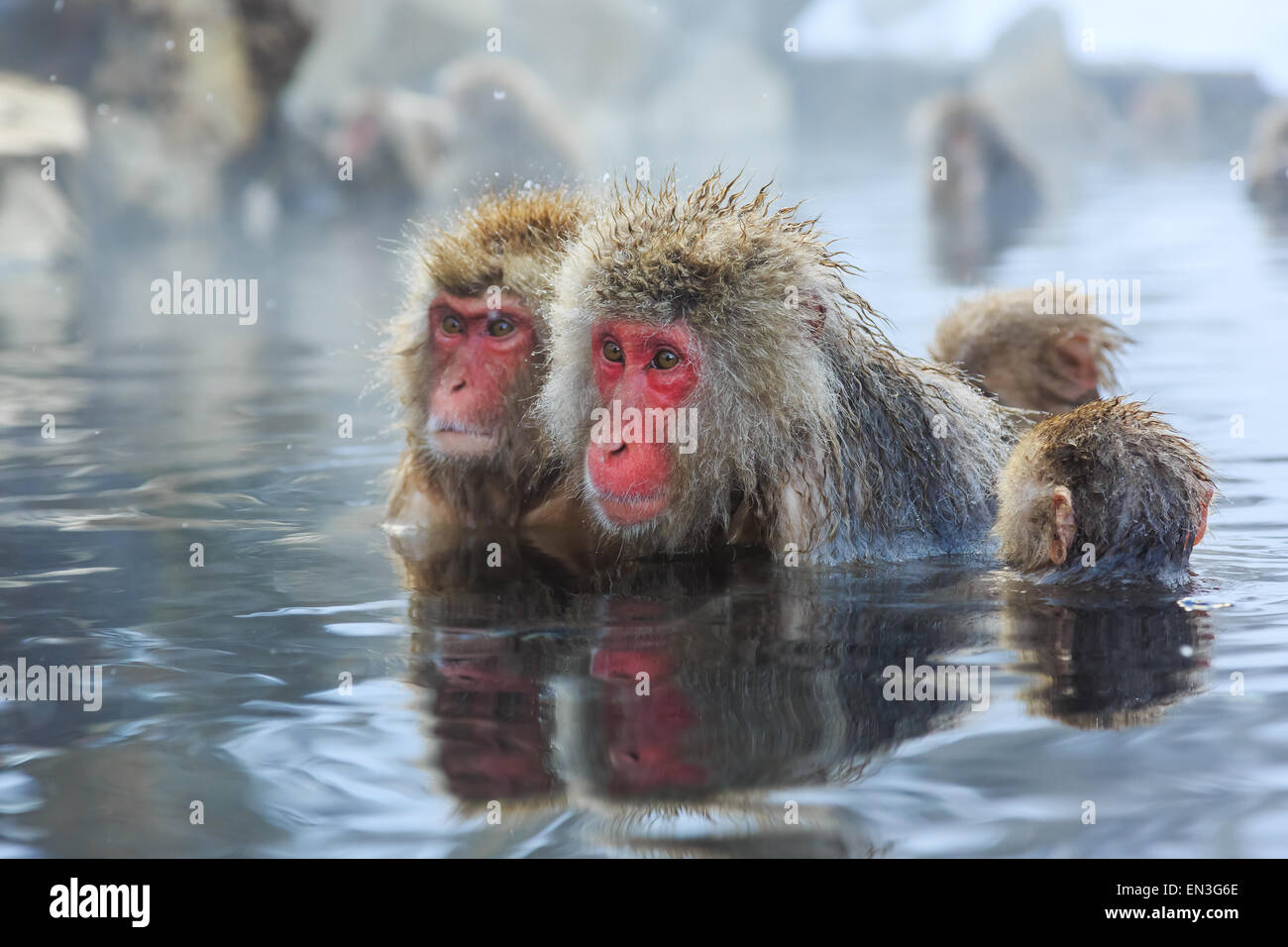 Snow monkeys in a natural onsen (hot spring), located in Jigokudani Park, Yudanaka. Nagano Japan. Stock Photo