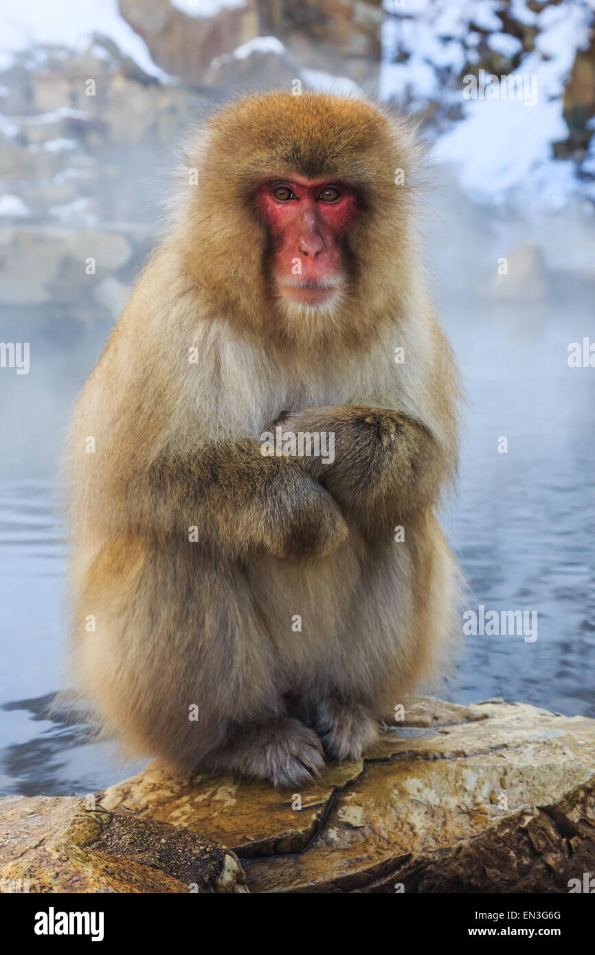Snow monkey in a natural onsen (hot spring), located in Jigokudani Park, Yudanaka. Nagano Japan. Stock Photo
