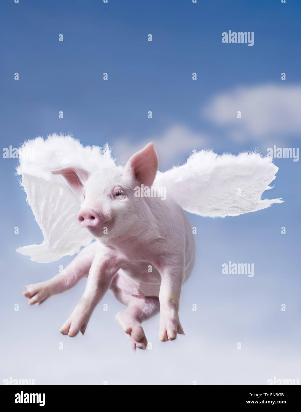 Pig with wings flying with blue sky Stock Photo