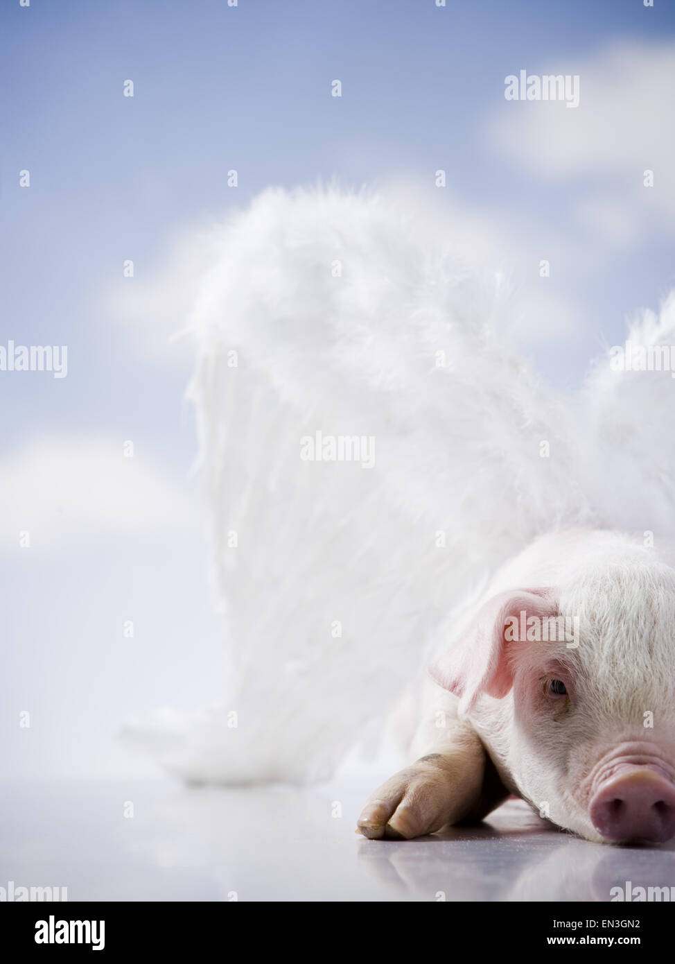 Flying pig hires stock photography and images Alamy