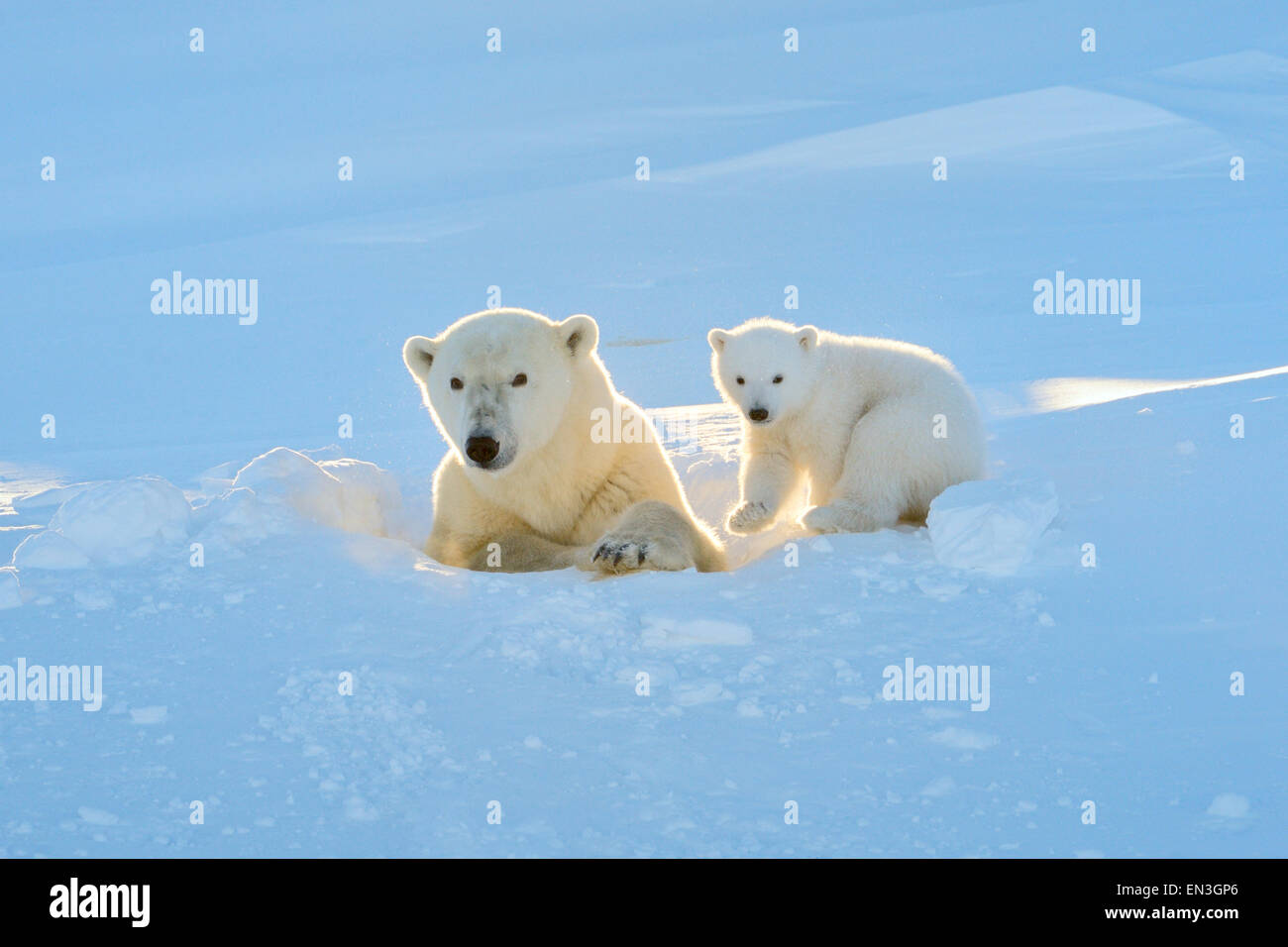 Polar bear (Ursus maritimus) mother with cub coming out freshly opened den, Wapusk national park, Manitoba, Canada. Stock Photo