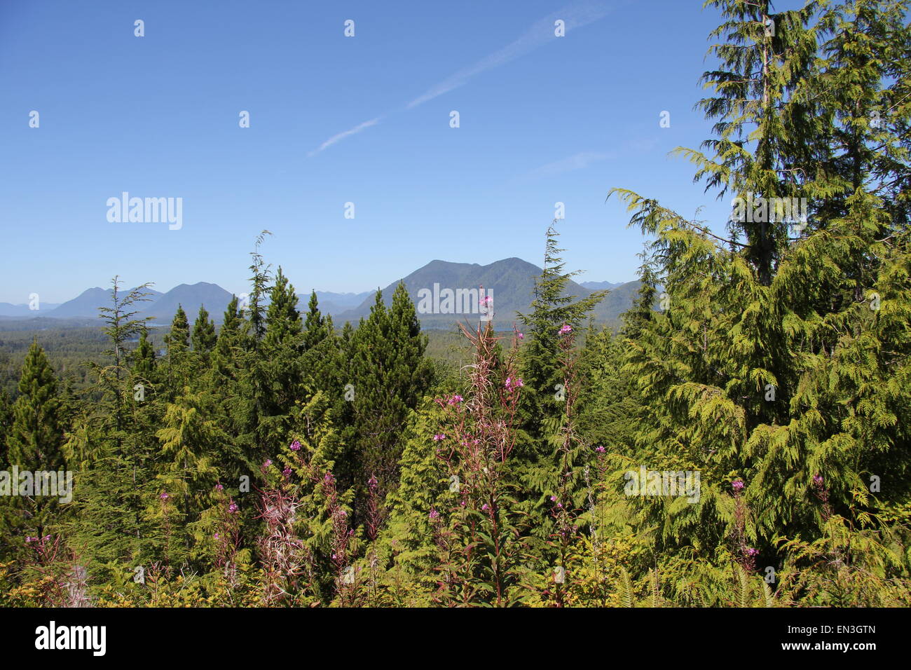 Vancouver island forest Canada Stock Photo Alamy