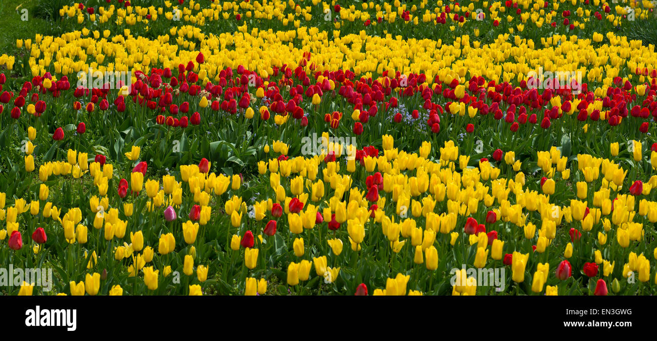 Beautiful field of coloured tulips Stock Photo - Alamy