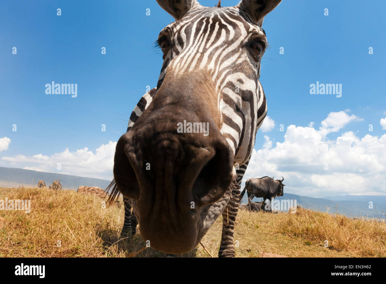 Plains Zebra (Equus quagga) grazing on the plain in the Ngorongoro crater, from groundlevel, close up looking into the camera Stock Photo
