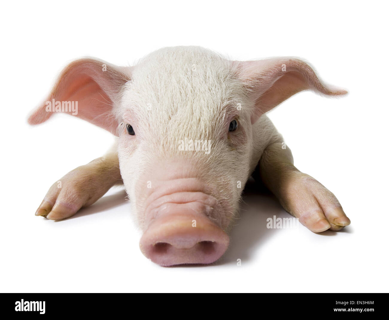 Pig face and snout close up Stock Photo