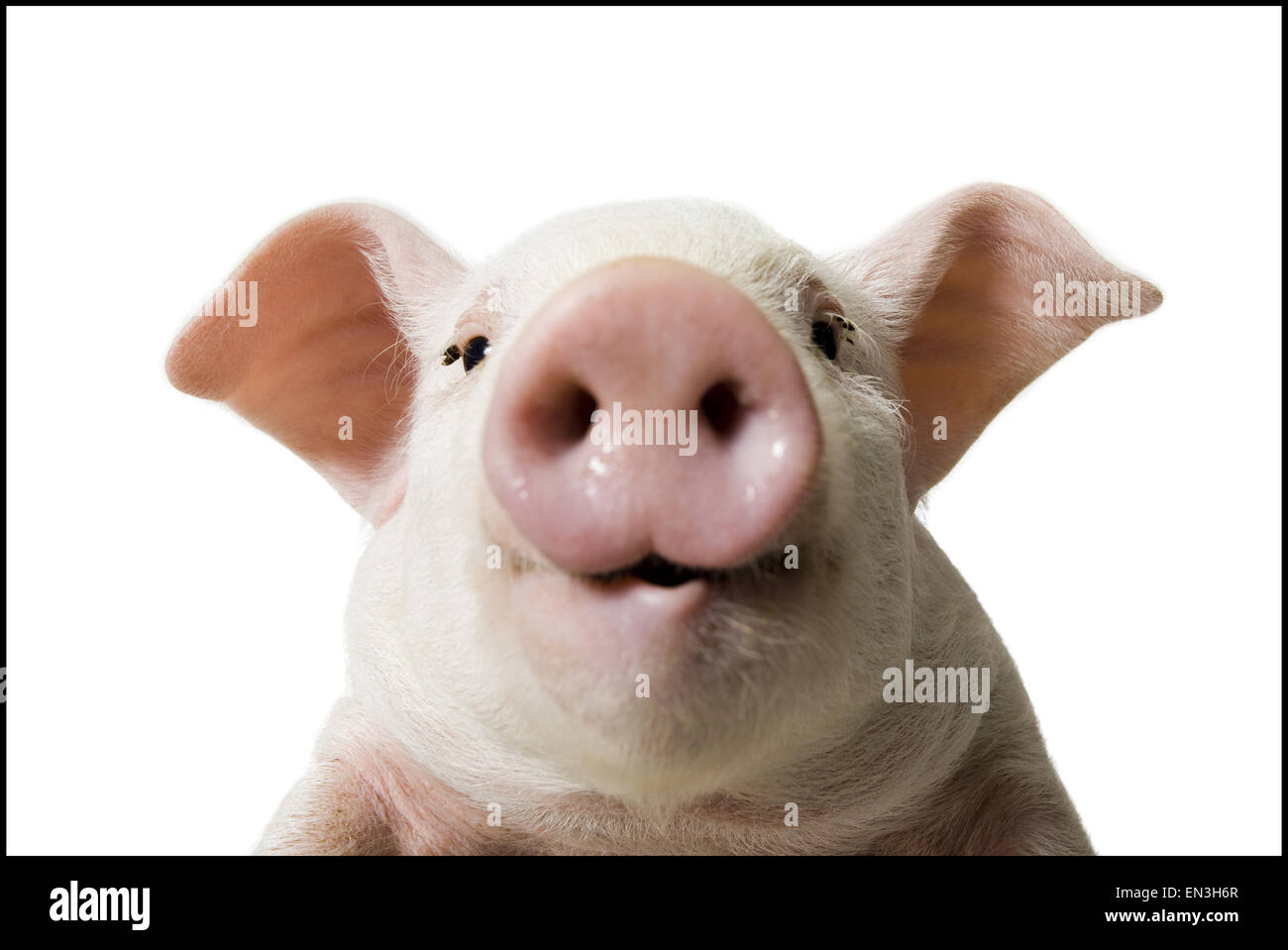 Pig face and snout close up Stock Photo