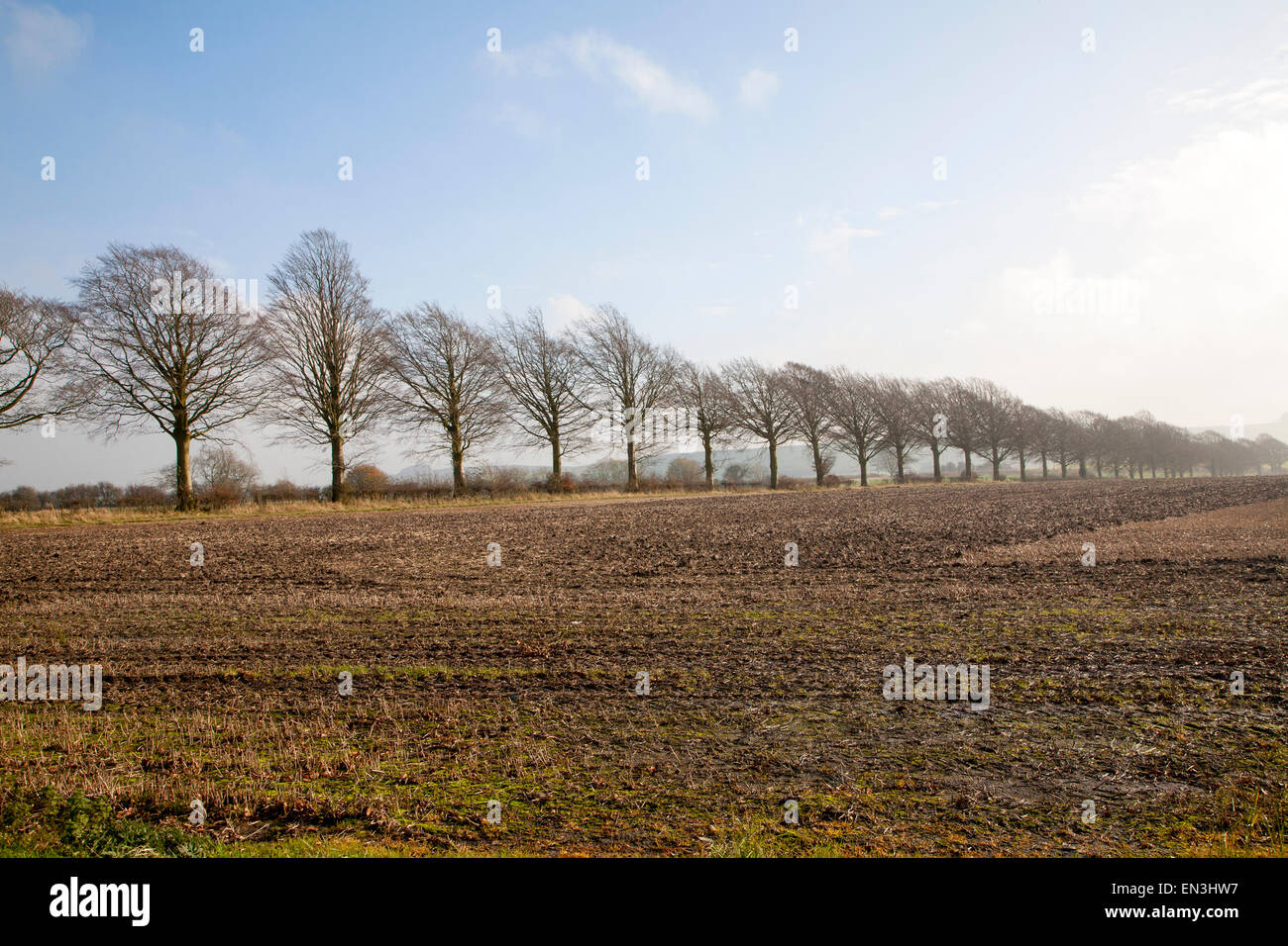 A line of leafless winter trees on field boundary, near Wroughton, Wiltshire, England, UK Stock Photo