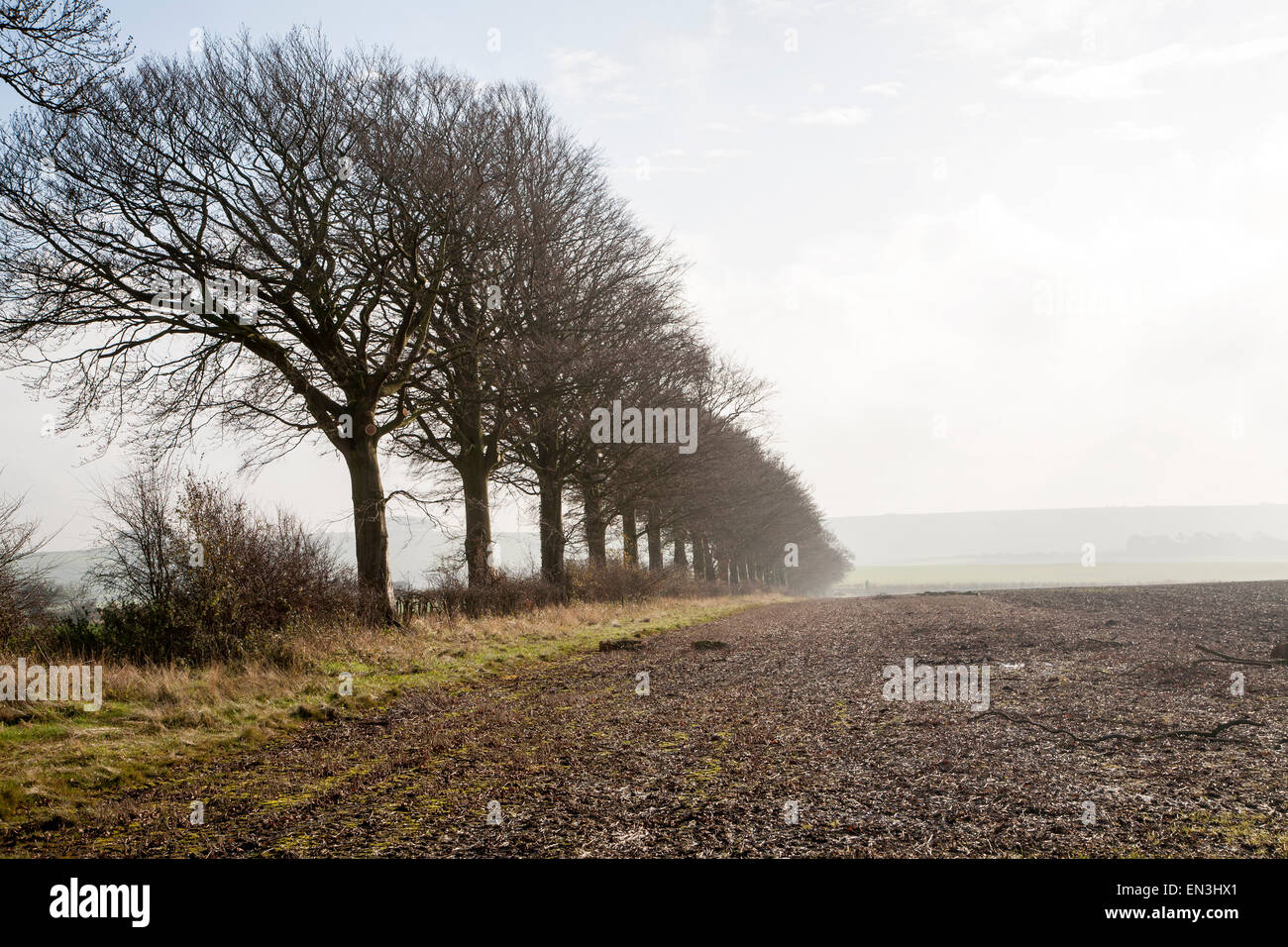 A line of leafless winter trees on field boundary, near Wroughton, Wiltshire, England, UK Stock Photo