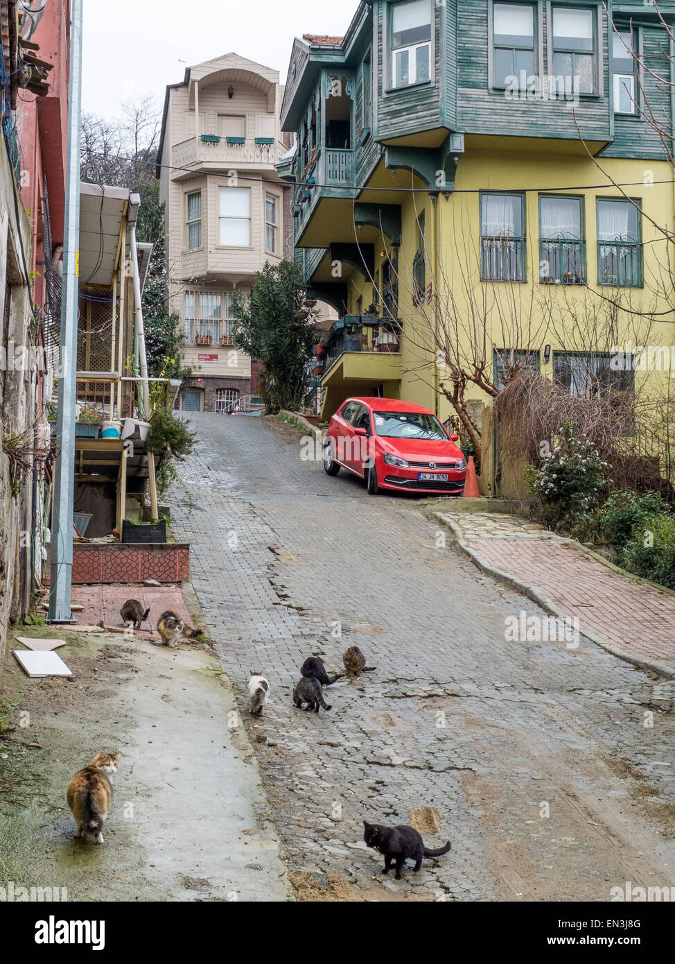 Cats between old traditional Houses in Üsküdar, District of Istanbul, Turkey Stock Photo Alamy