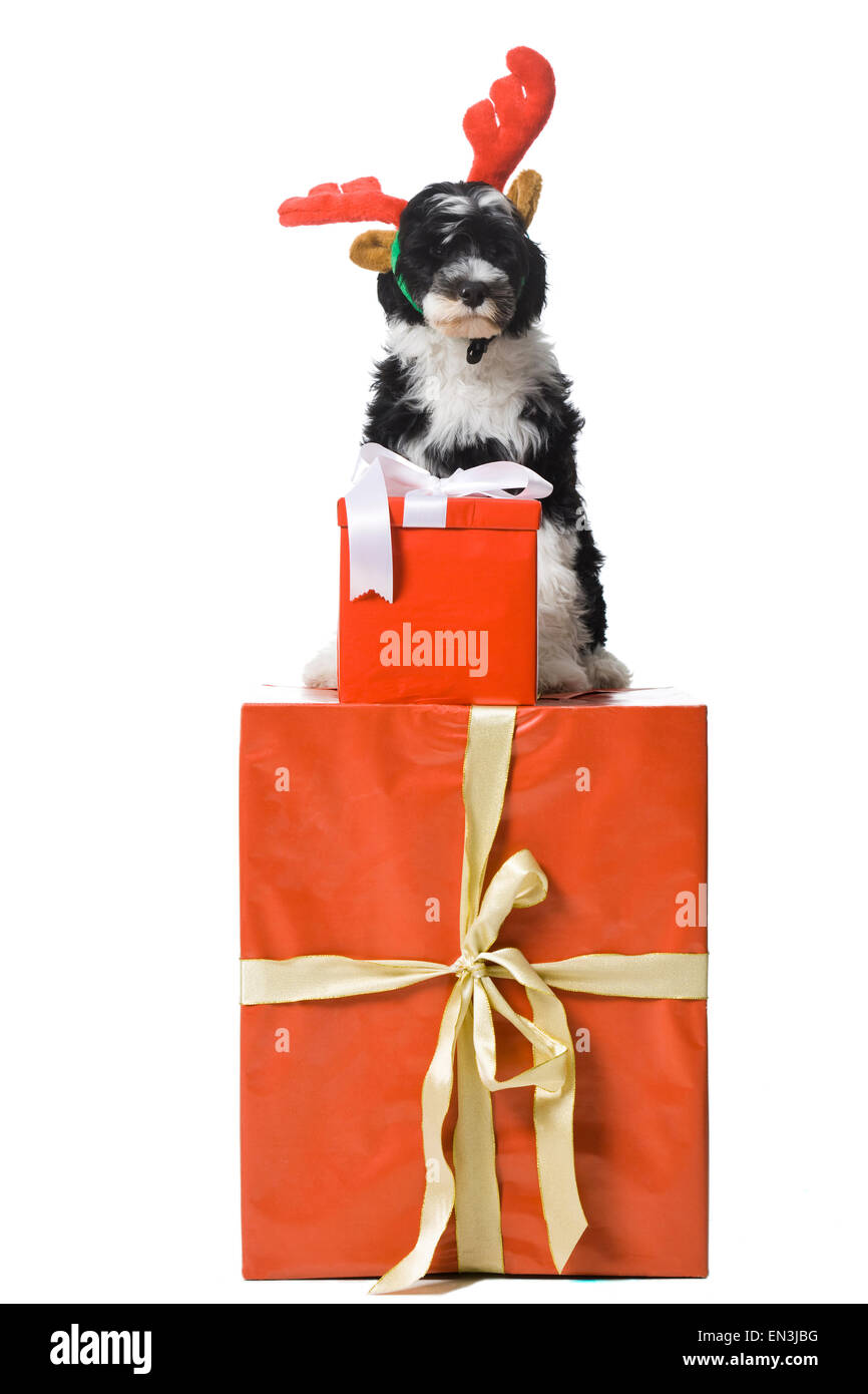 Puppy in gift box Stock Photo by ©Taden1 80604536