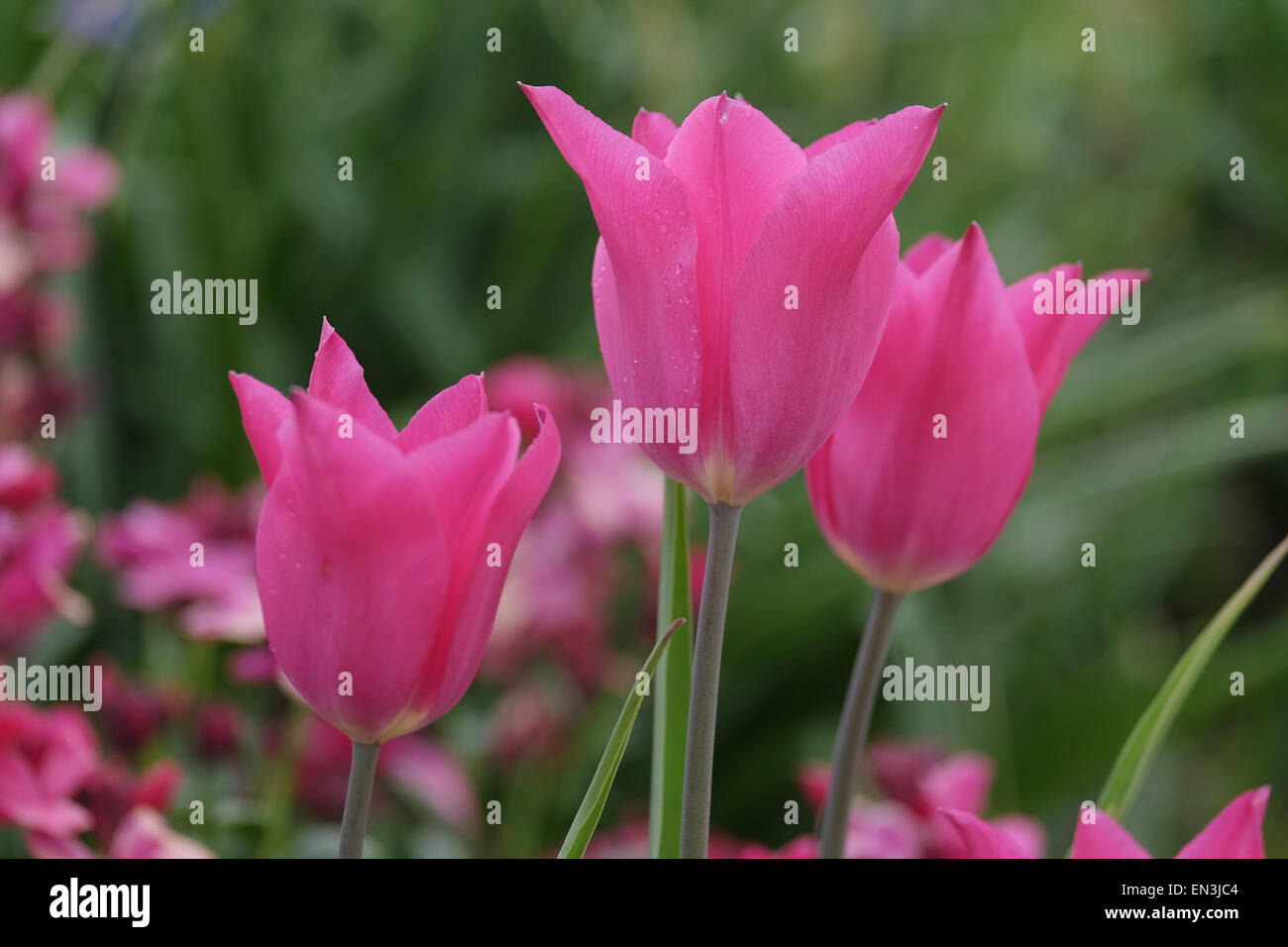 Mixture of tulips High Resolution Stock Photography and Images Alamy