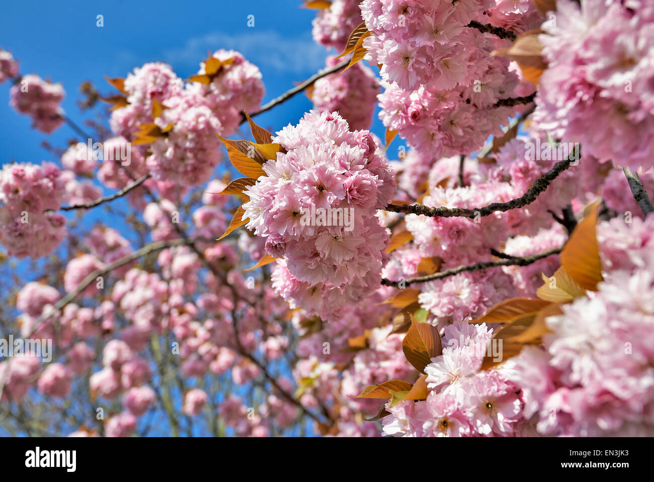 Japanese cherry tree blossom in springtime Stock Photo - Alamy