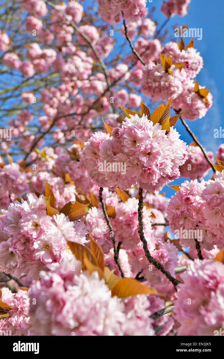 Japanese cherry tree blossom in springtime Stock Photo Alamy